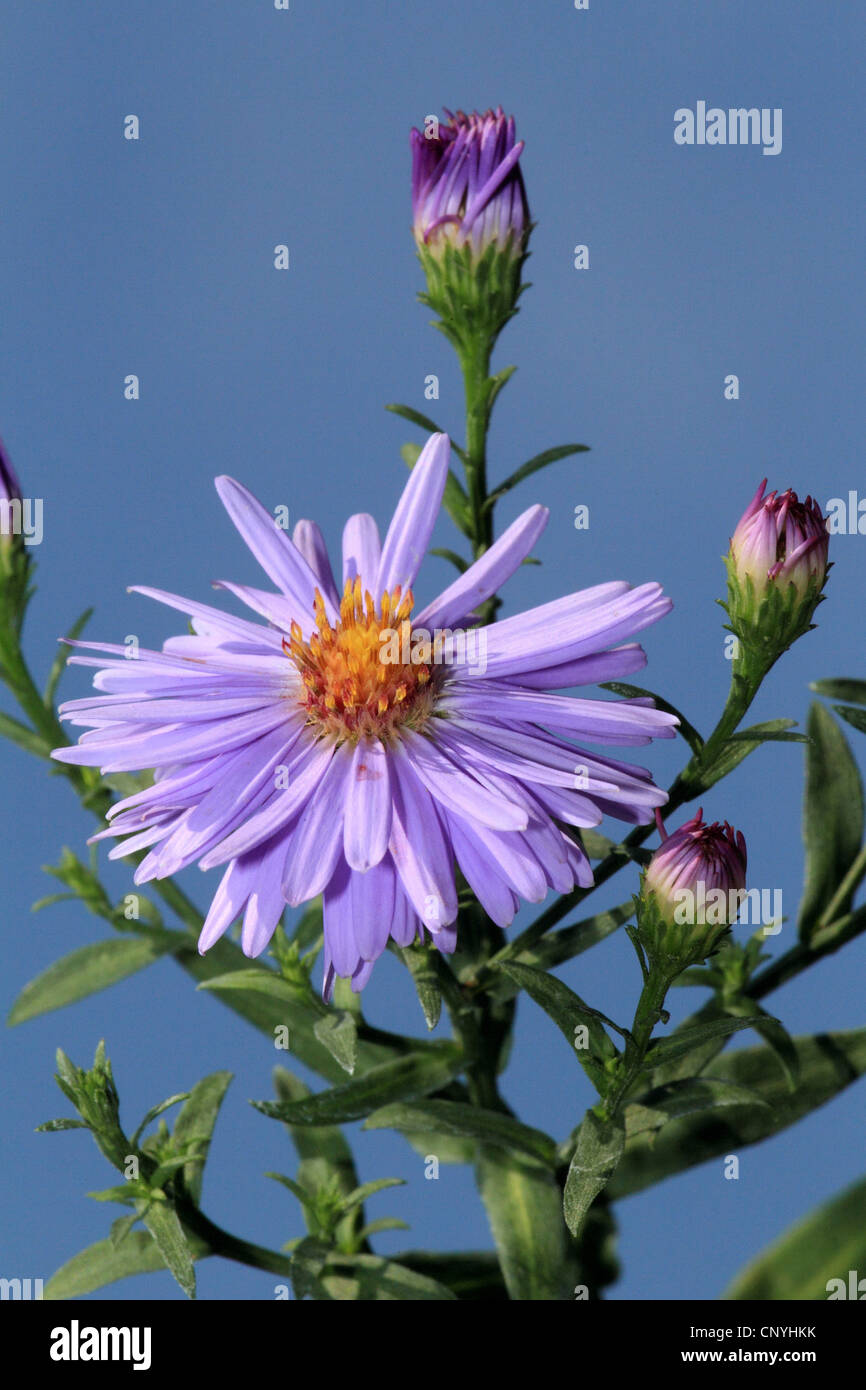 blooming autumn aster Stock Photo