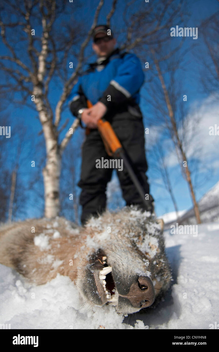 European gray wolf (Canis lupus lupus), lying dead in the snow with  hunter with his gun standing behind after Norwegian government sanctioned wolf cull, Norway, Hedmark Stock Photo