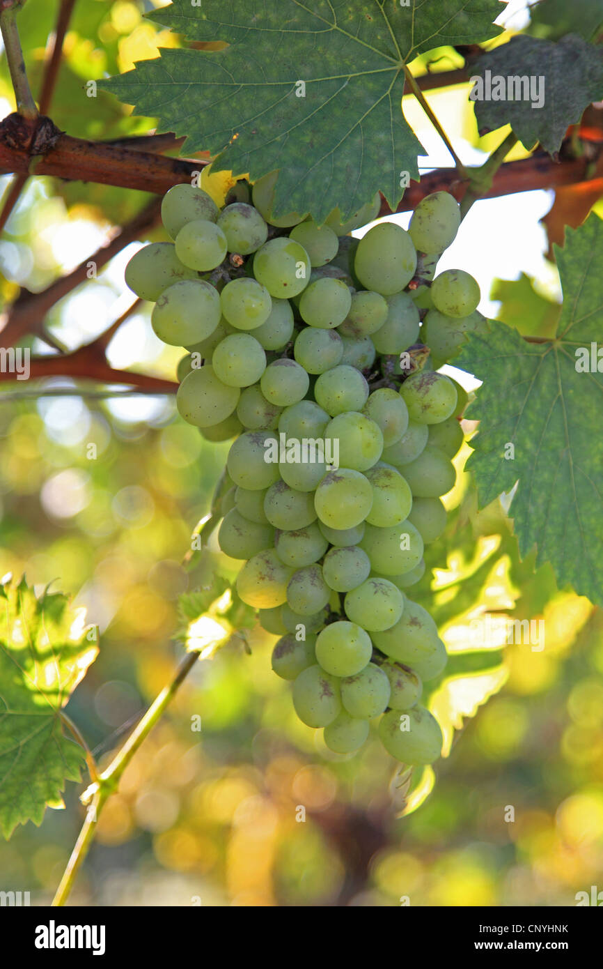 grape-vine, vine (Vitis vinifera), green grapes on a branch Stock Photo