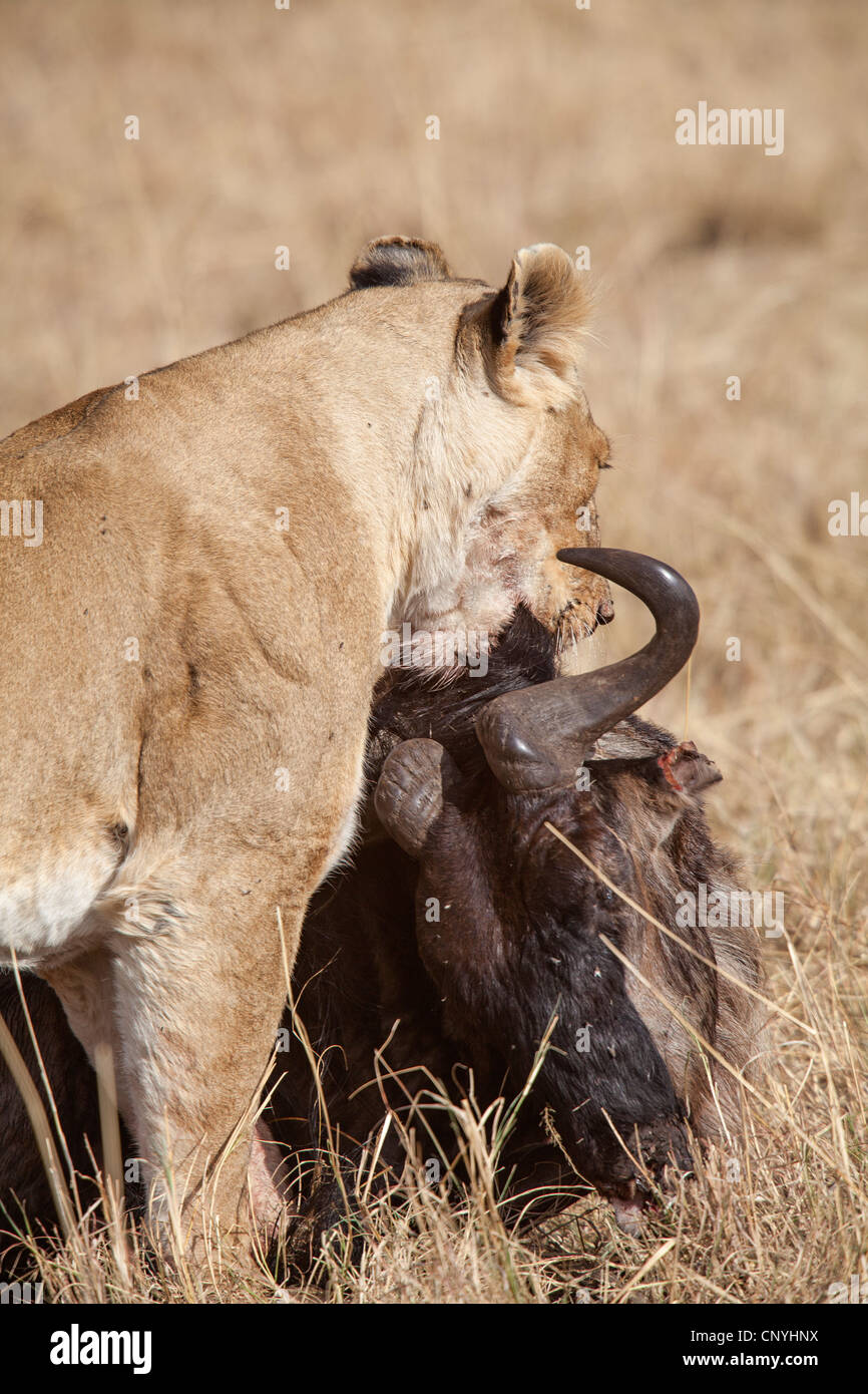 Lioness hunting wildebeest hires stock photography and images Alamy