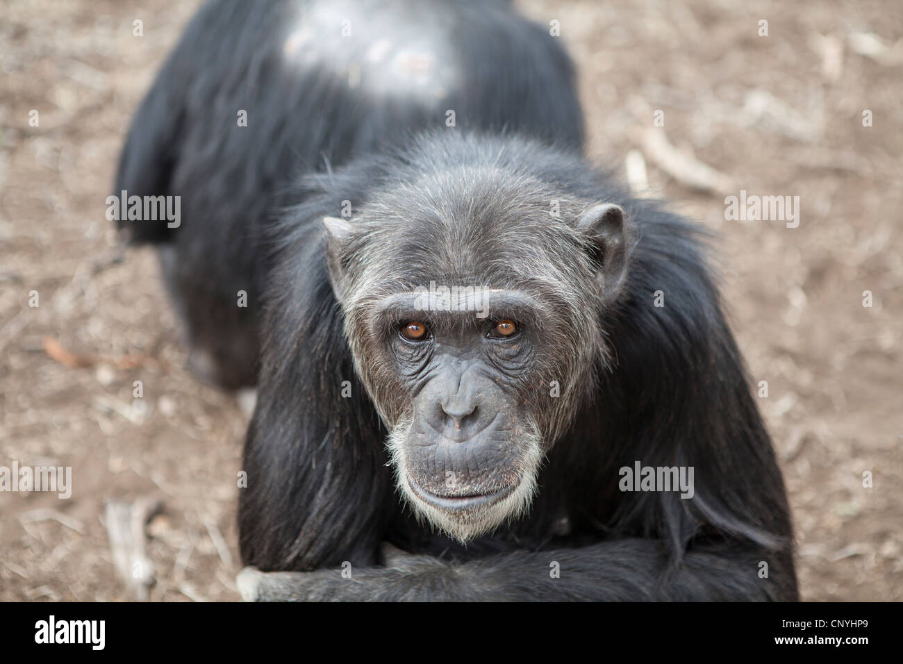 Old chimpanzee (chimp) in Kenya Stock Photo