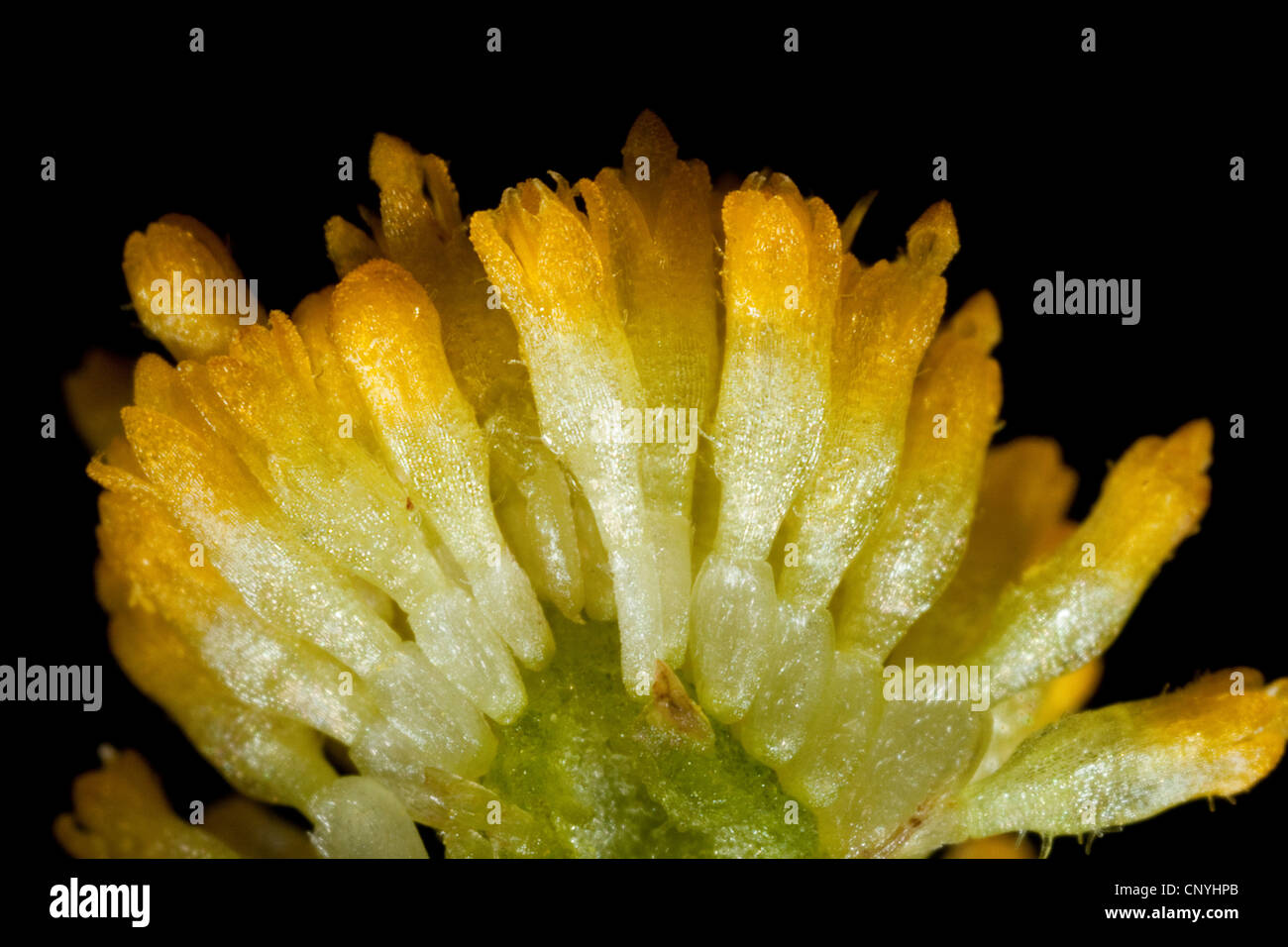 common daisy, lawn daisy, English daisy (Bellis perennis), macro shot of tubular flowers Stock Photo