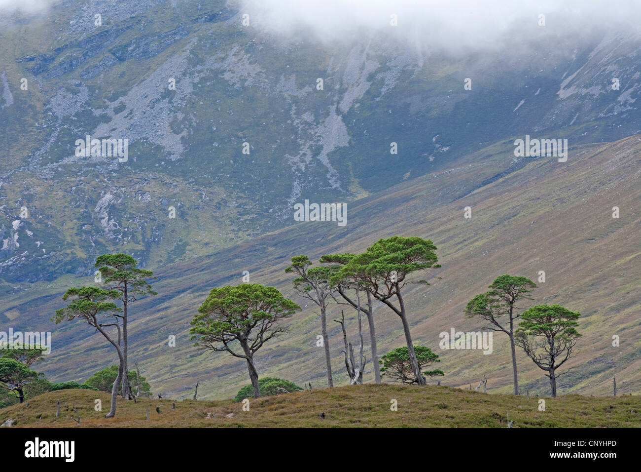 remnant tract of the Caledonian pine woodland in front of looming mountain, United Kingdom, Scotland, Alladale Wilderness Reserve, Sutherland Stock Photo