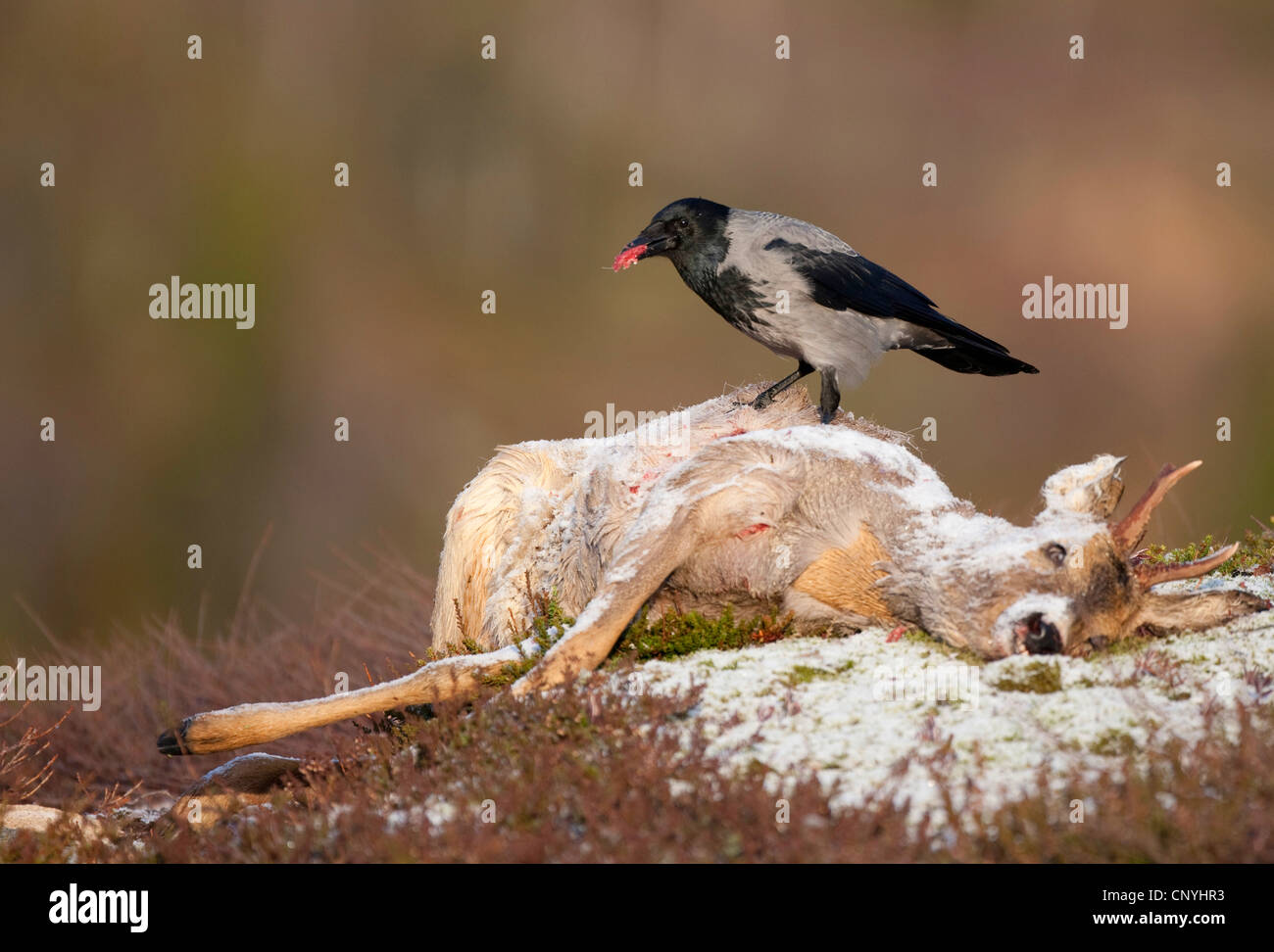 hooded crow (Corvus corone cornix, Corvus cornix), sitting on dead roe buck, Norway, Flatanger Stock Photo