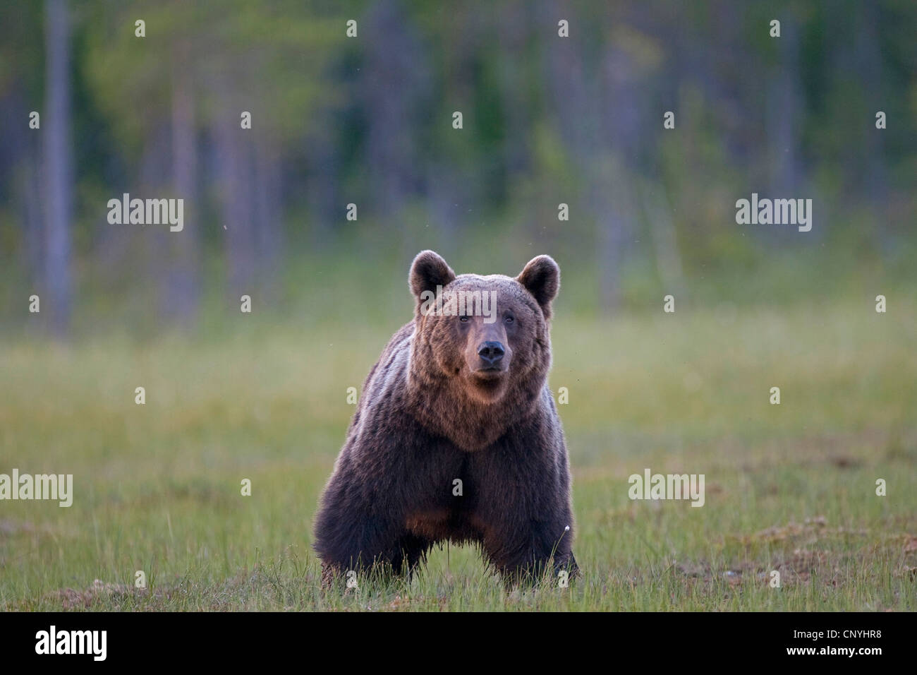 Young bear ursus arctos in the meadow hi-res stock photography and ...