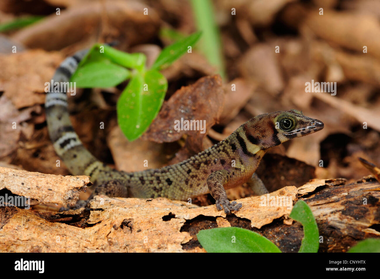 Bay Island Least Gecko, Bay Island dwarf gecko (Sphaerodactylus rosaurae), sitting on wood, Honduras, Roatan, Bay Islands Stock Photo
