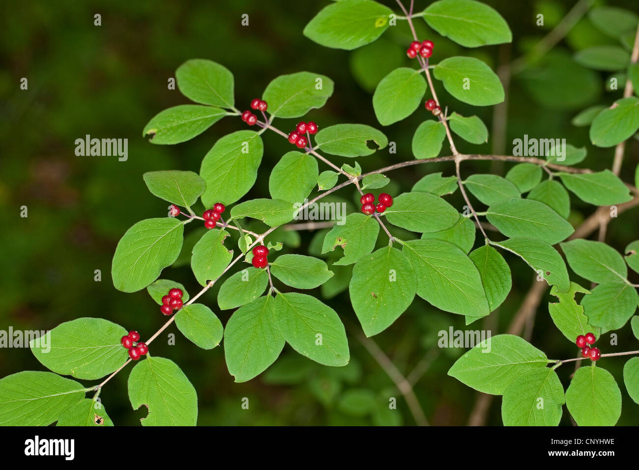 European fly honeysuckle (Lonicera xylosteum), branch with ripe fruits, Germany Stock Photo