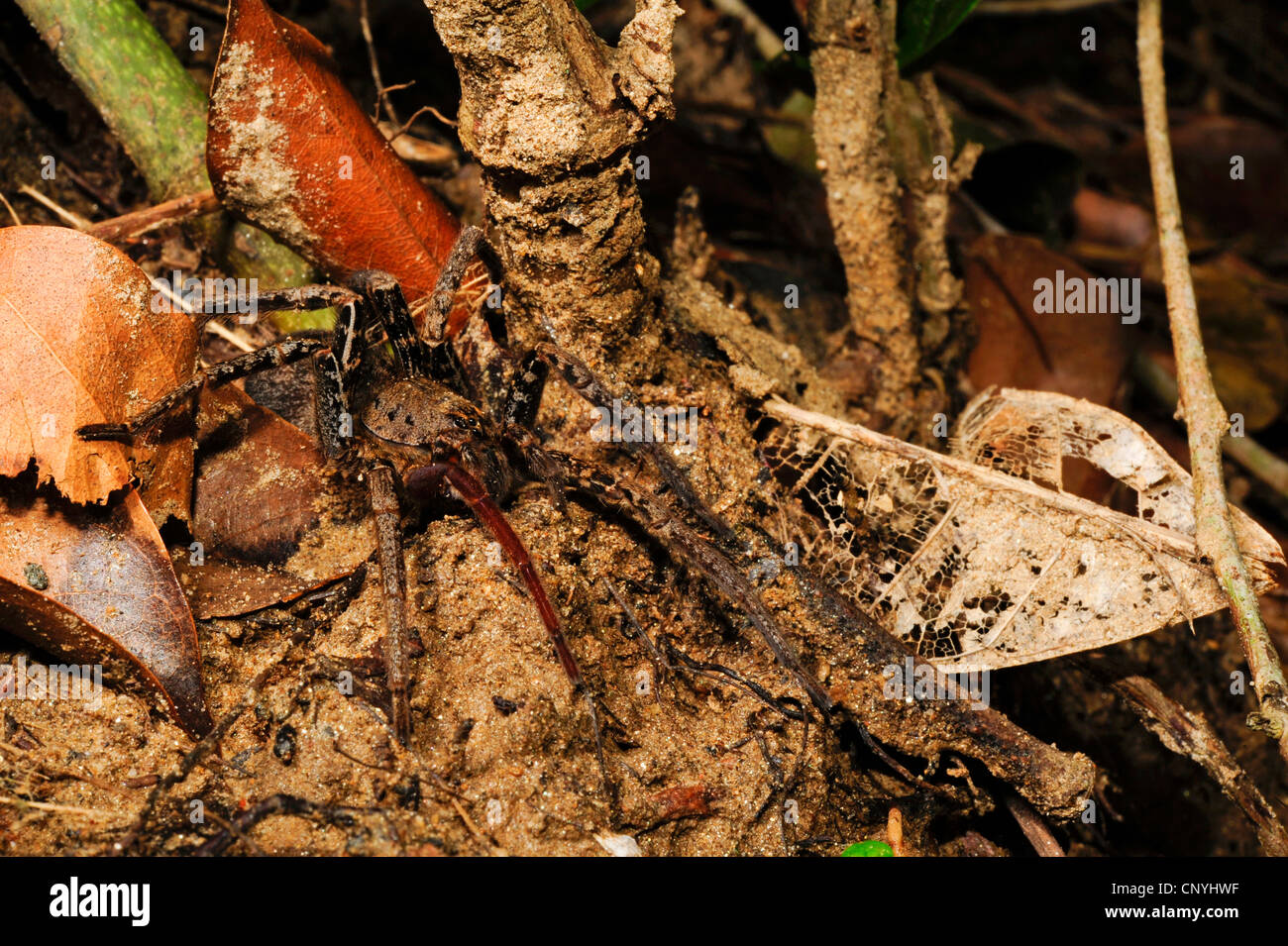 little bird spider species of Honduras, Honduras, Roatan, Bay Islands