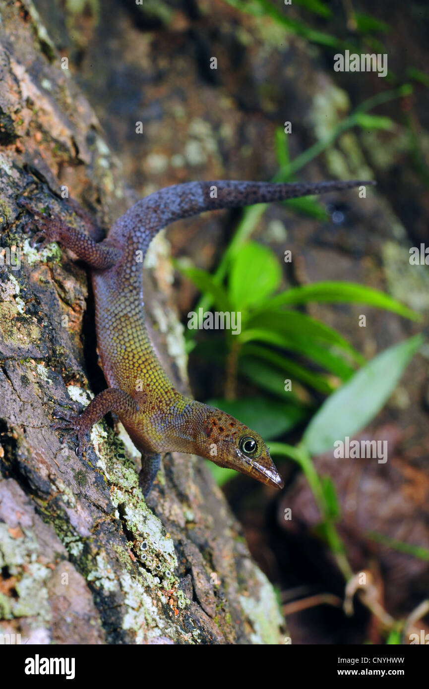 Bay Island Least Gecko, Bay Island dwarf gecko (Sphaerodactylus rosaurae), sitting at a tree trunk, Honduras, Roatan, Bay Islands Stock Photo