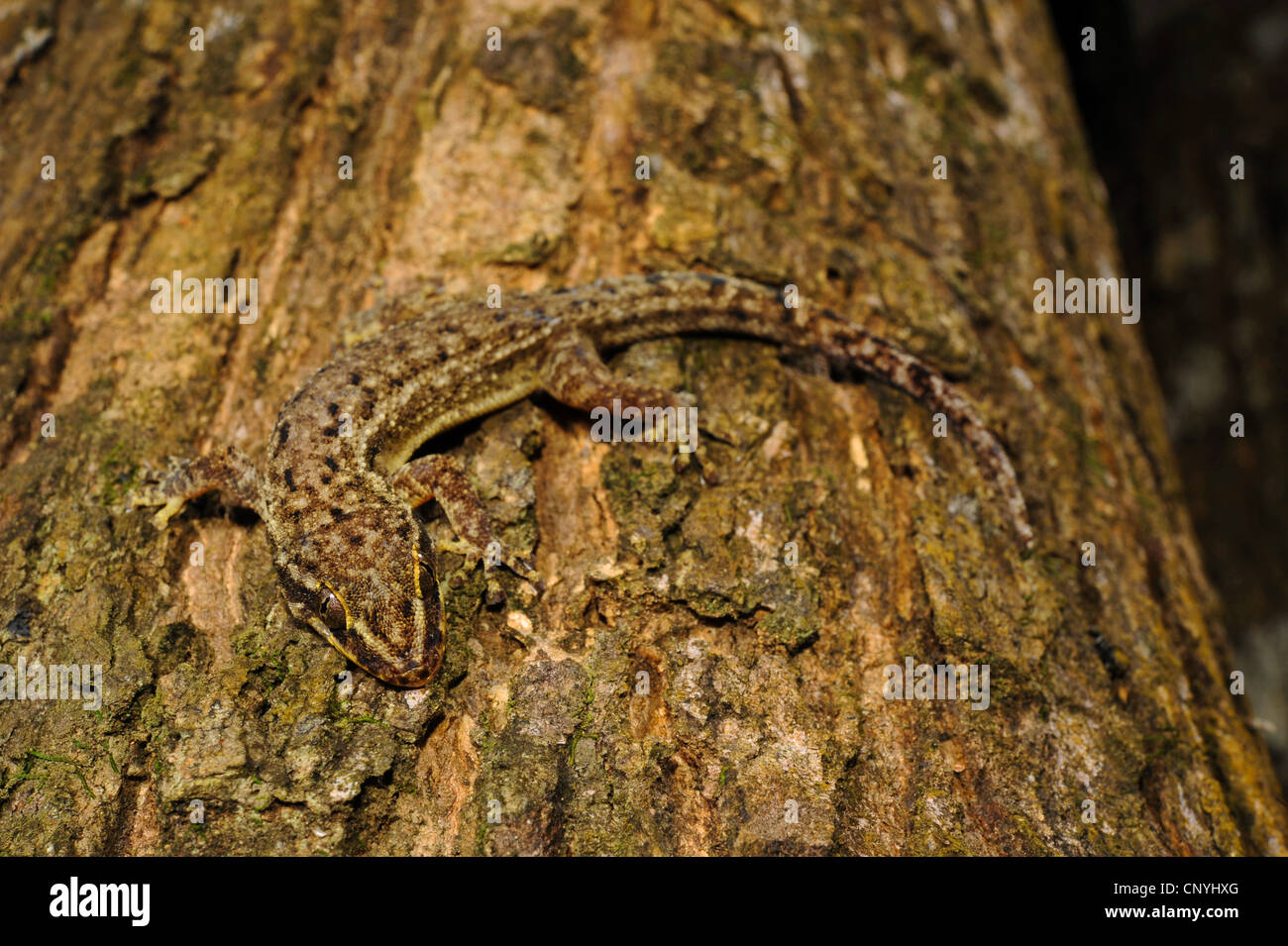 Honduras Leaf-toed Gecko   (Phyllodactylus palmeus), sitting at a tree trunk, Honduras, Roatan, Bay Islands Stock Photo