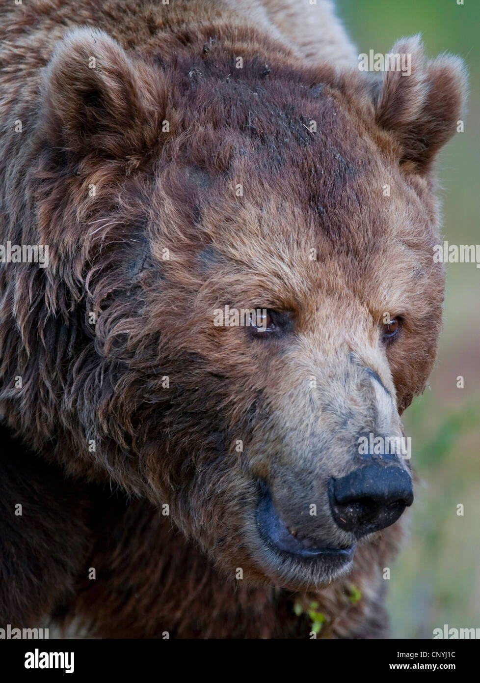 European brown bear (Ursus arctos arctos), portrait, Finland, Suomassalmi Stock Photo
