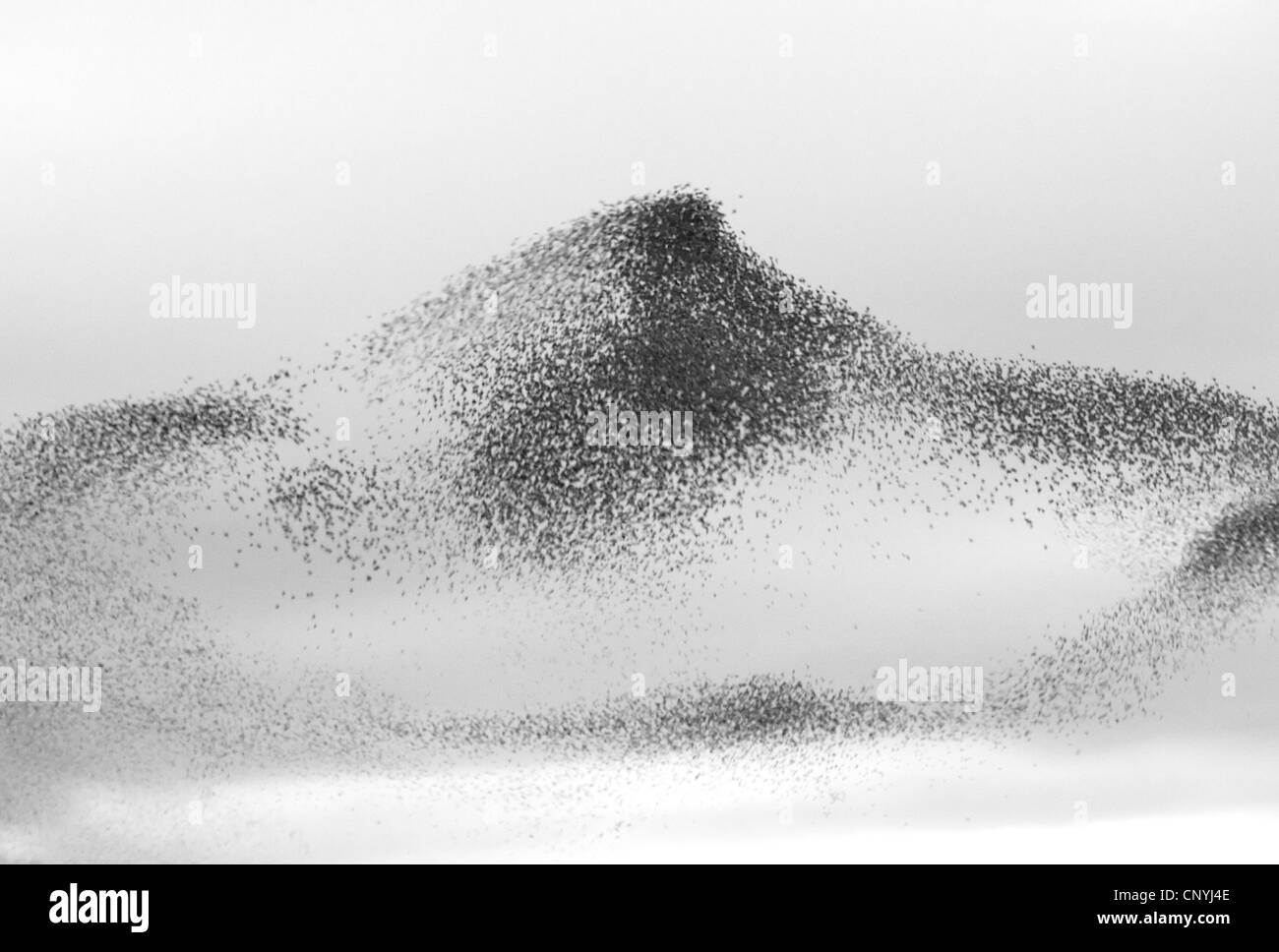 common starling (Sturnus vulgaris), flying flock near a roost site, United Kingdom, Scotland Stock Photo