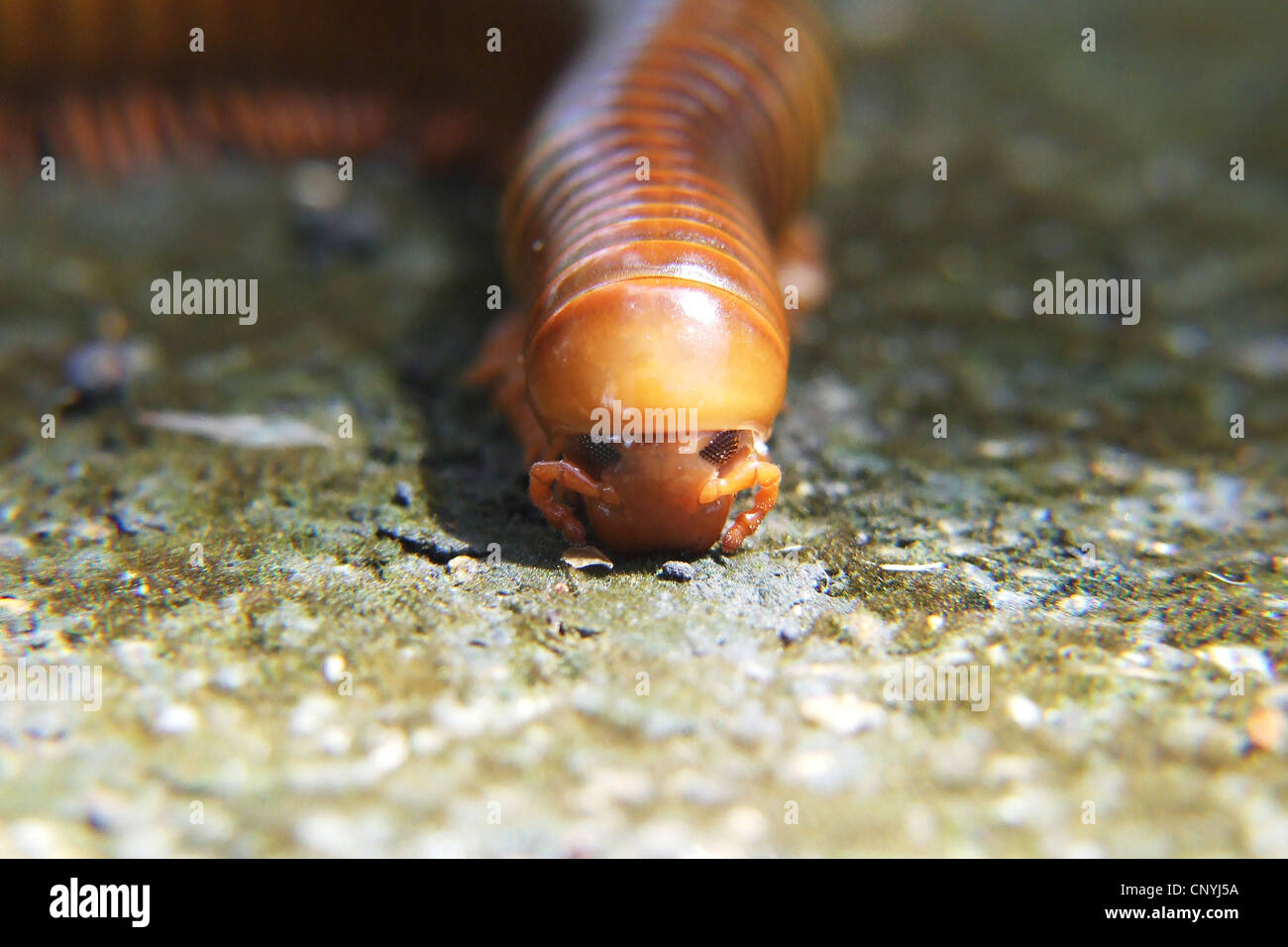 Centipede Antennae Stock Photos & Centipede Antennae Stock Images Alamy
