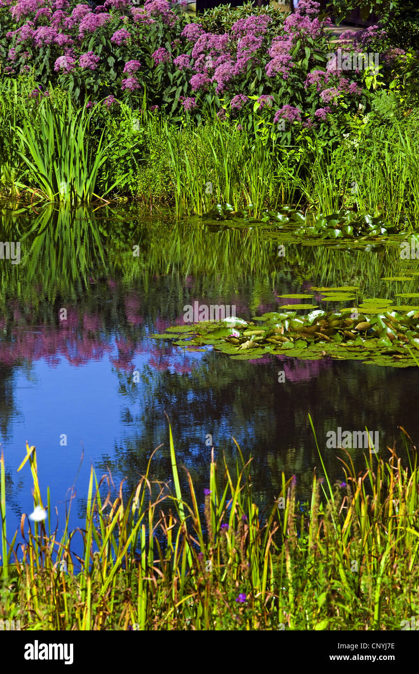 garden pond with water lilies in summer, Germany Stock Photo