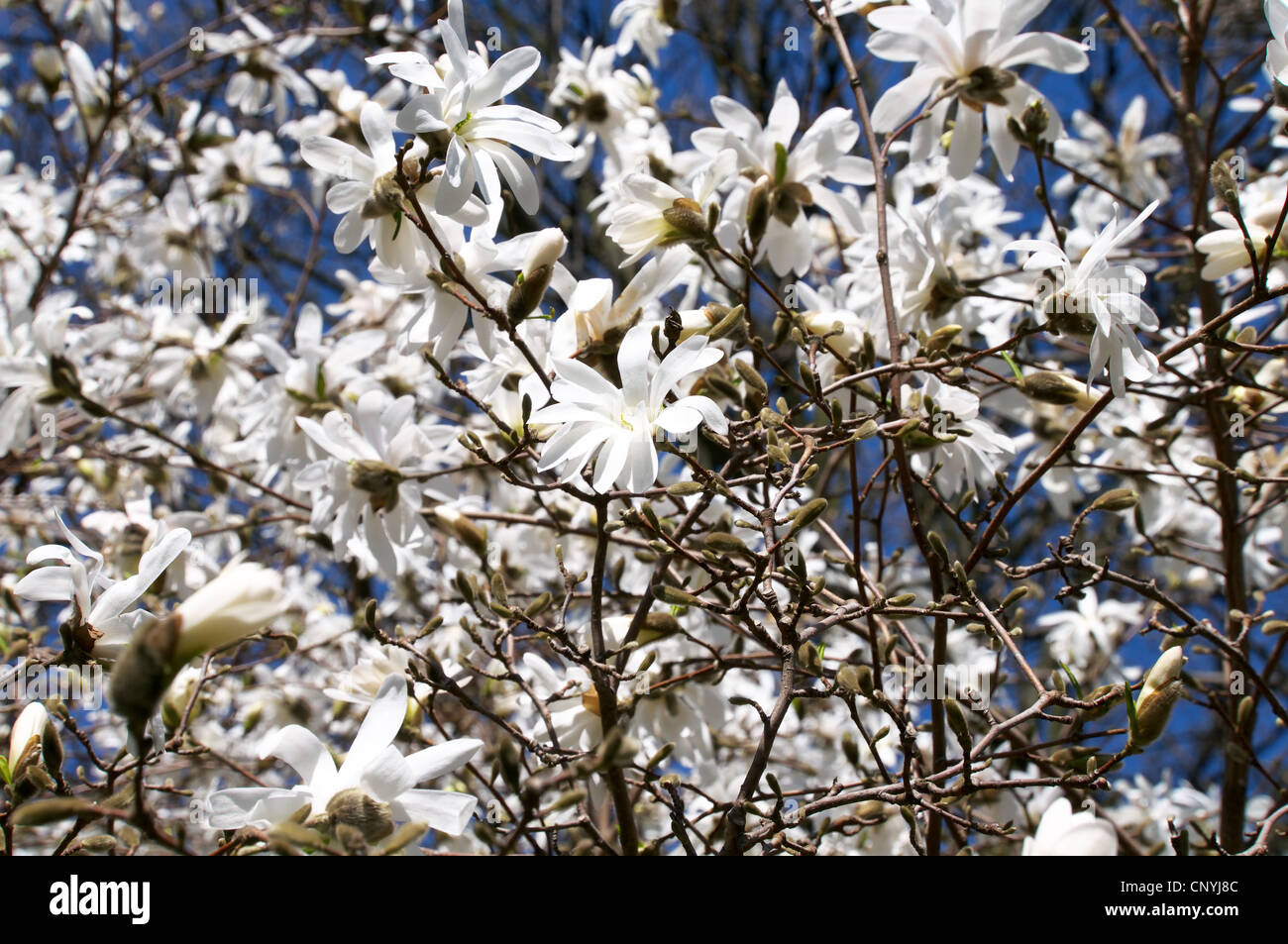 Spring blooming magnolia tree Stock Photo - Alamy
