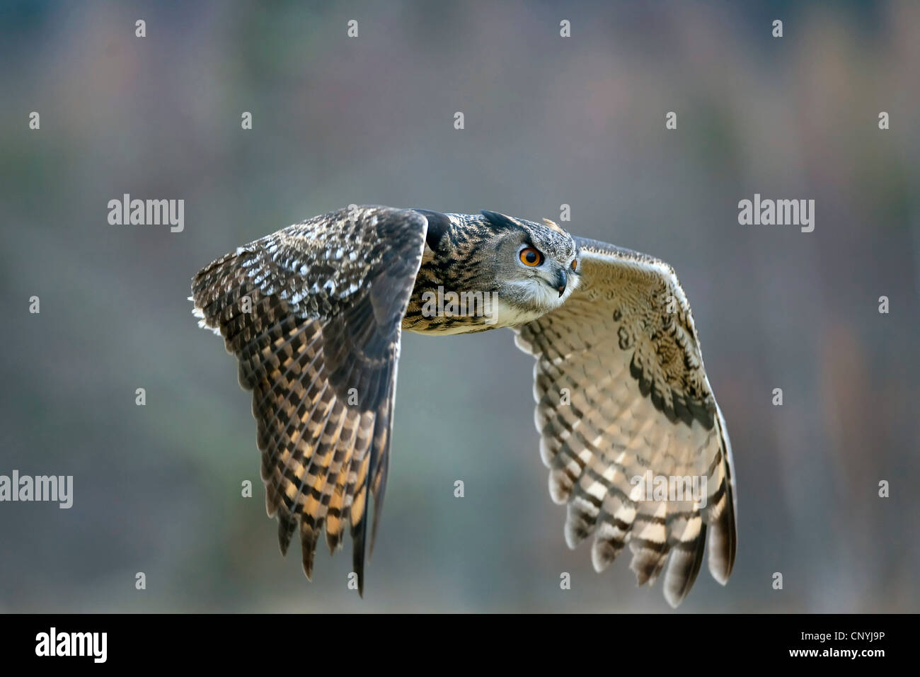 northern eagle owl (Bubo bubo), flying, United Kingdom, Scotland, Glenfeshie Stock Photo
