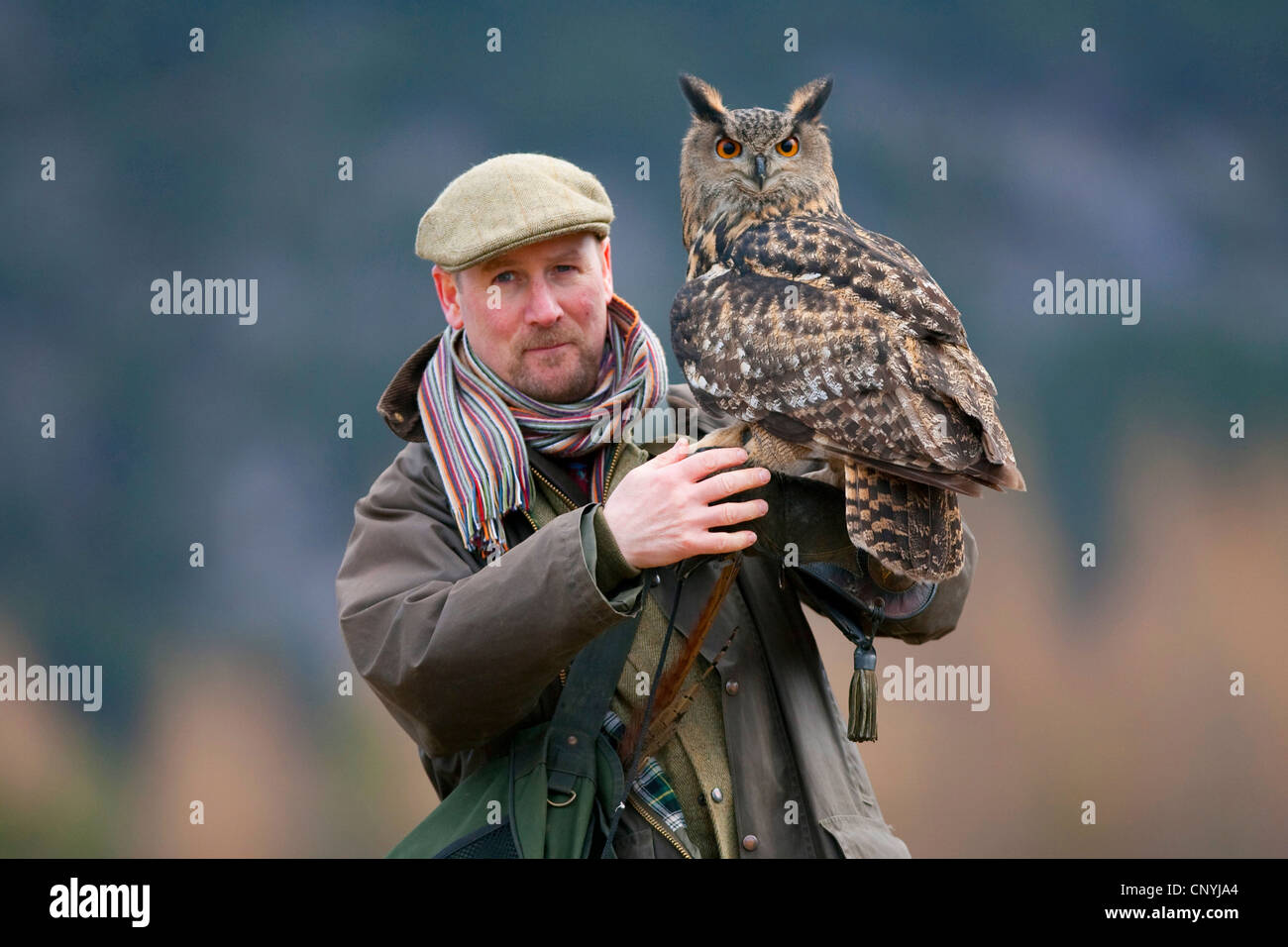 northern eagle owl (Bubo bubo), on a falconer's arm, Glenfeshie Stock Photo