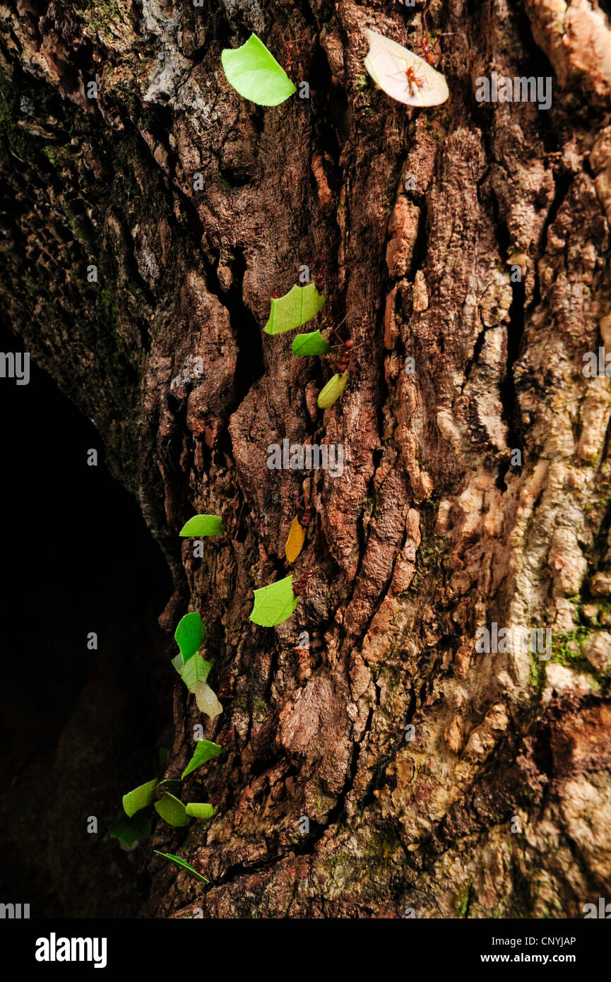 leafcutting ant (Atta spec.), great number of animals carrying pieces ...