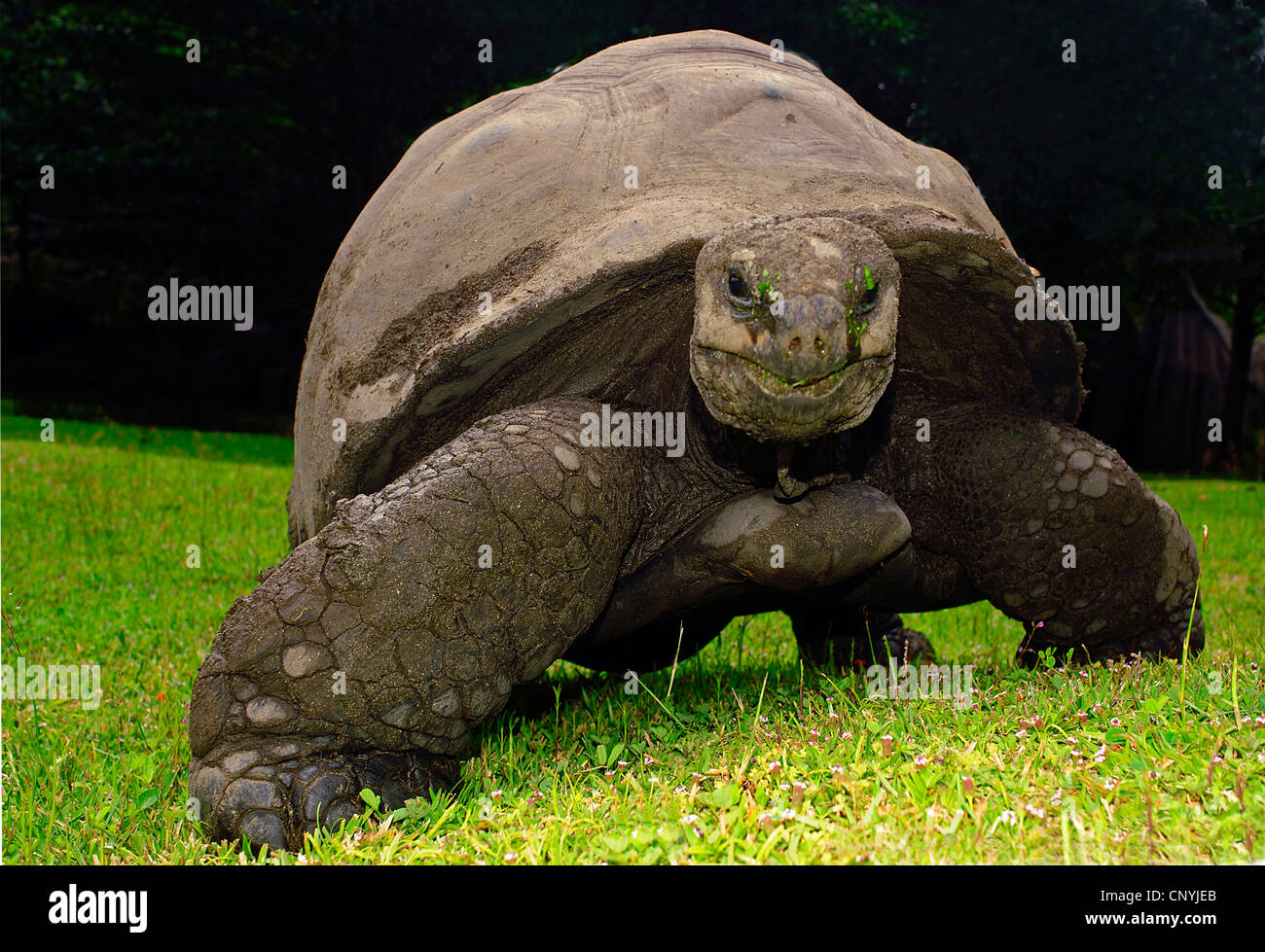 Seychelles giant tortoise, Aldabran giant tortoise, Aldabra giant tortoise (Aldabrachelys gigantea, Testudo gigantea, Geochelone gigantea, Megalochelys gigantea), walking in a meadow, Seychelles, La Digue Stock Photo
