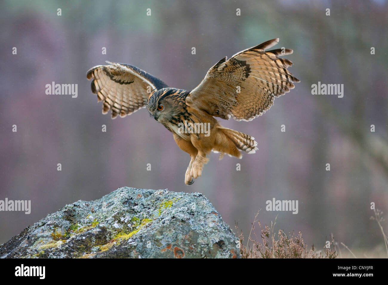 northern eagle owl (Bubo bubo), landing on a rock Stock Photo
