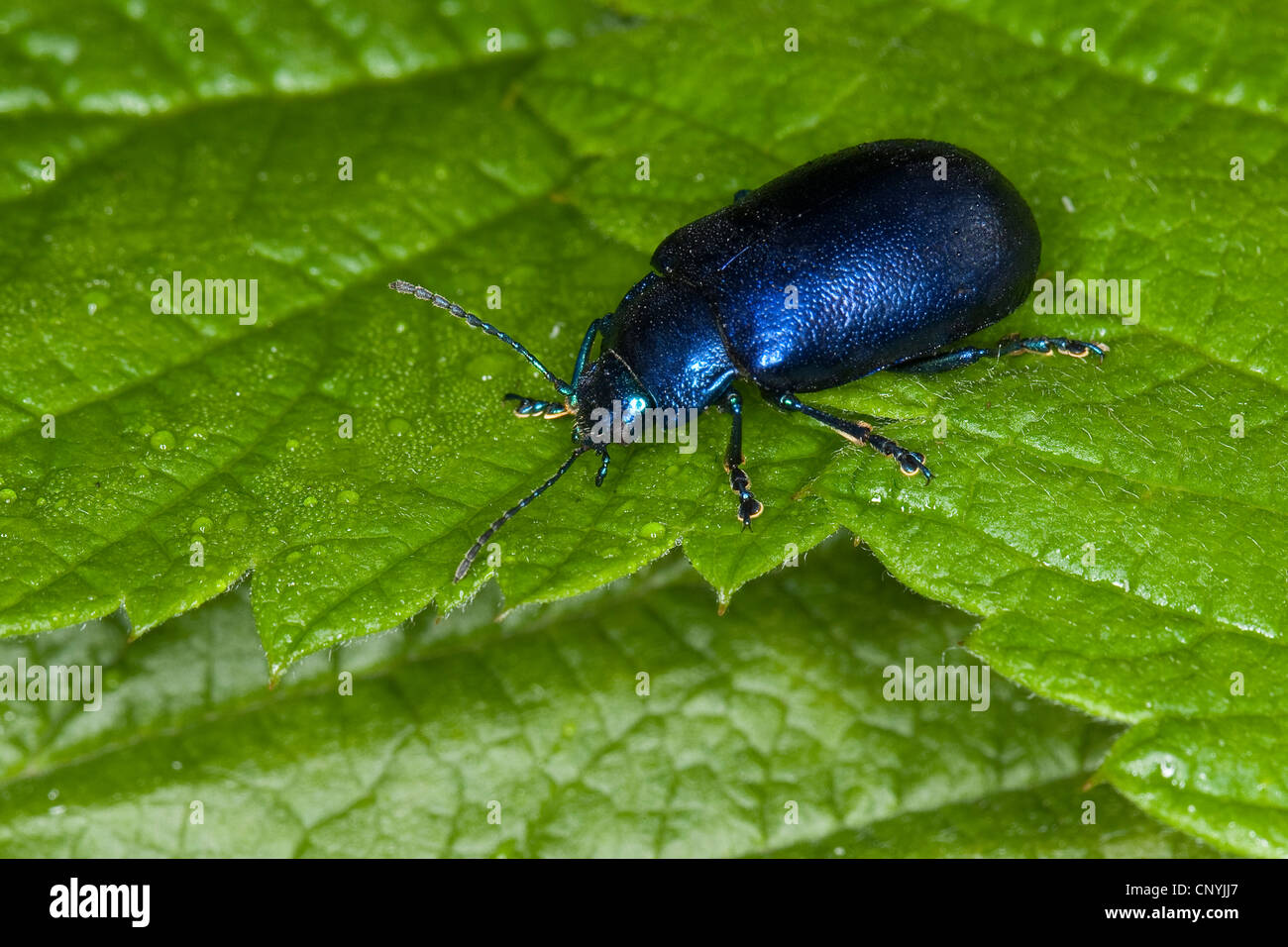 Leaf beetle (Oreina cacaliae oder/or Oreina speciosissima), sitting on a leaf, Germany Stock Photo