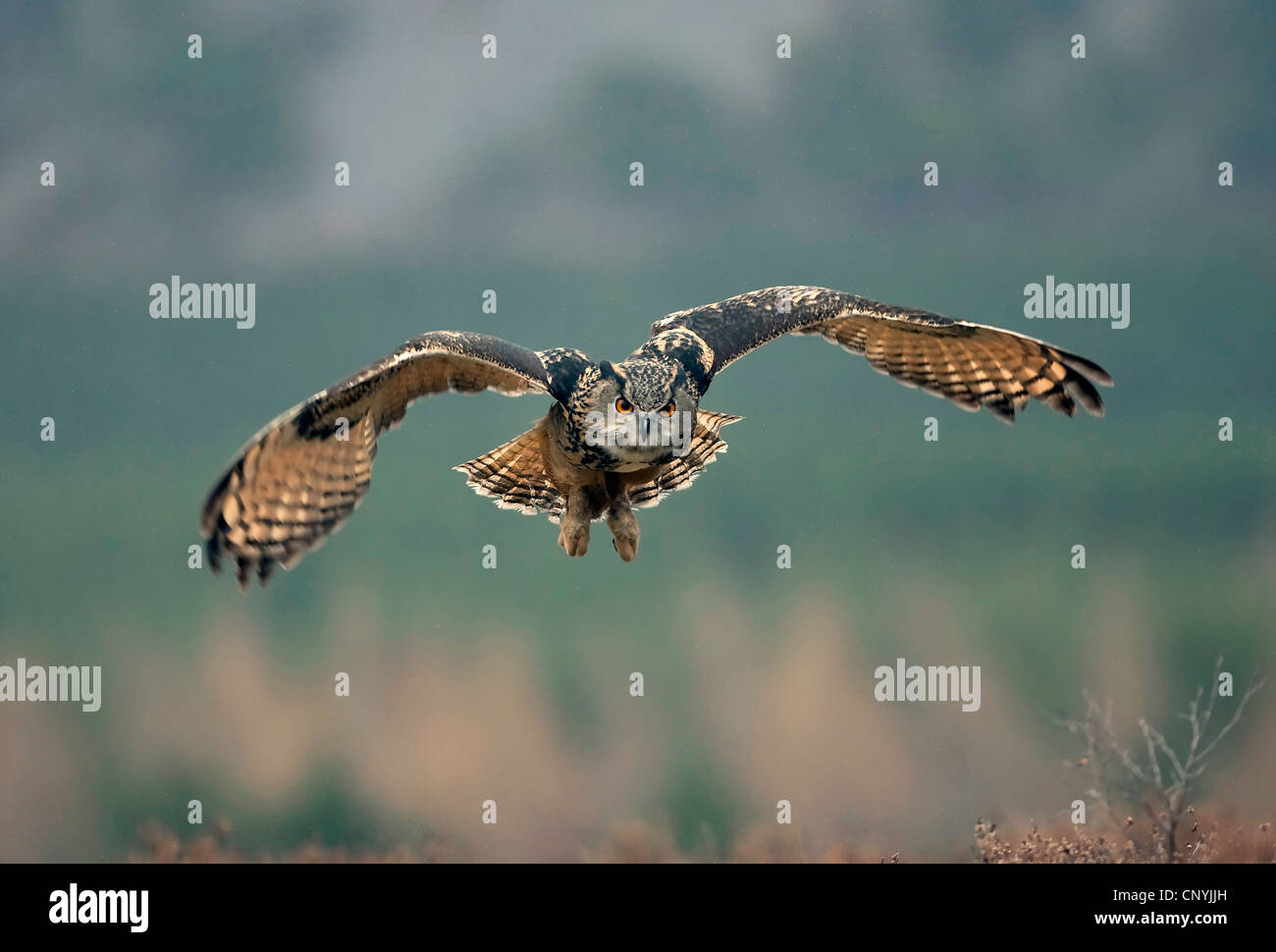 northern eagle owl (Bubo bubo), flying, United Kingdom, Scotland, Cairngorms National Park Stock Photo