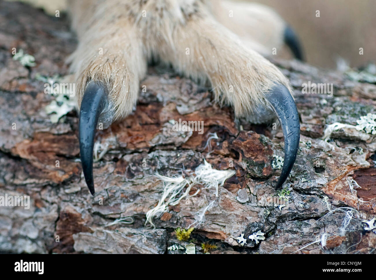 northern eagle owl (Bubo bubo), close-up of the claws on a trunk, United Kingdom, Scotland, Cairngorms National Park Stock Photo