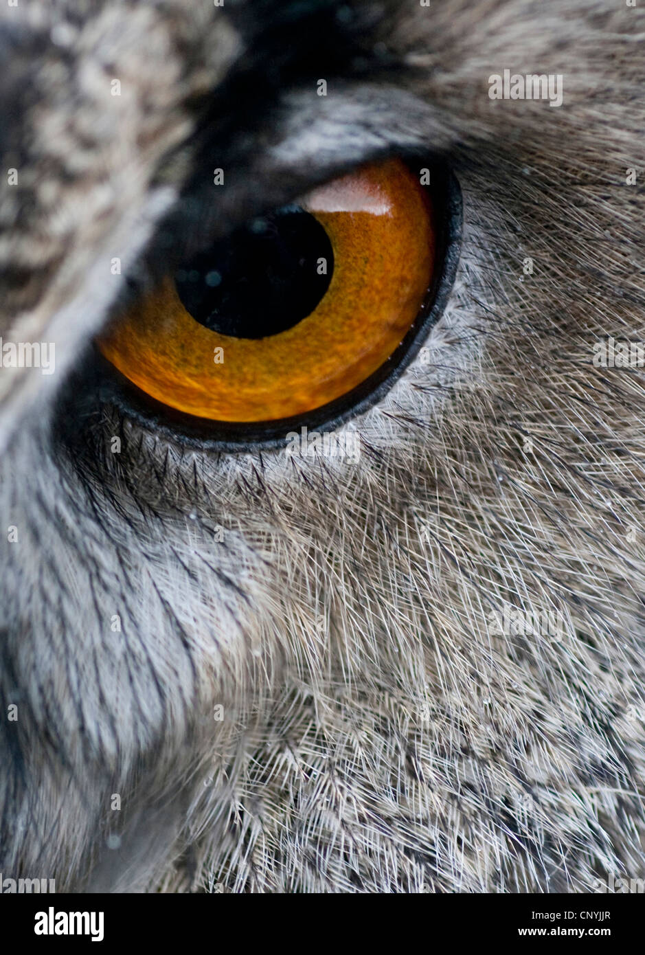 northern eagle owl (Bubo bubo), close-up of an eye, United Kingdom, Scotland, Cairngorms National Park Stock Photo