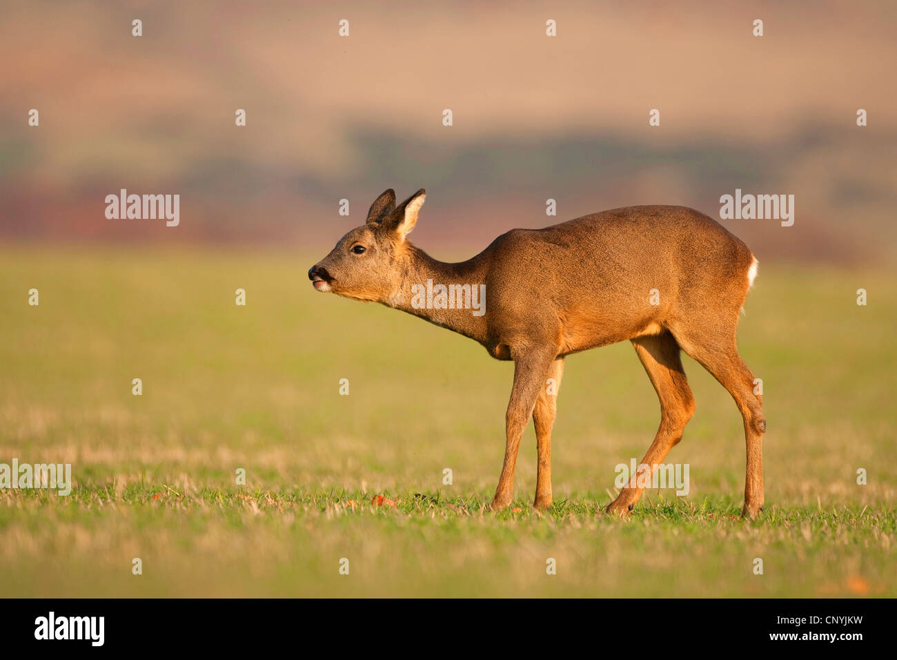 roe deer (Capreolus capreolus), doe standing in a meadow, United Kingdom, Scotland Stock Photo