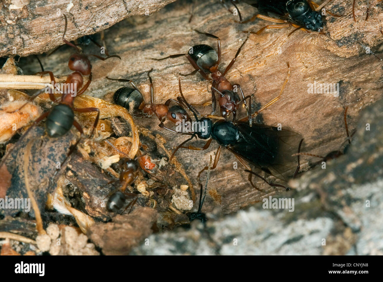 Blood-red ant, Slave-making ant (Formica sanguinea, Raptiformica sanguinea), workers with a winged male, Germany Stock Photo