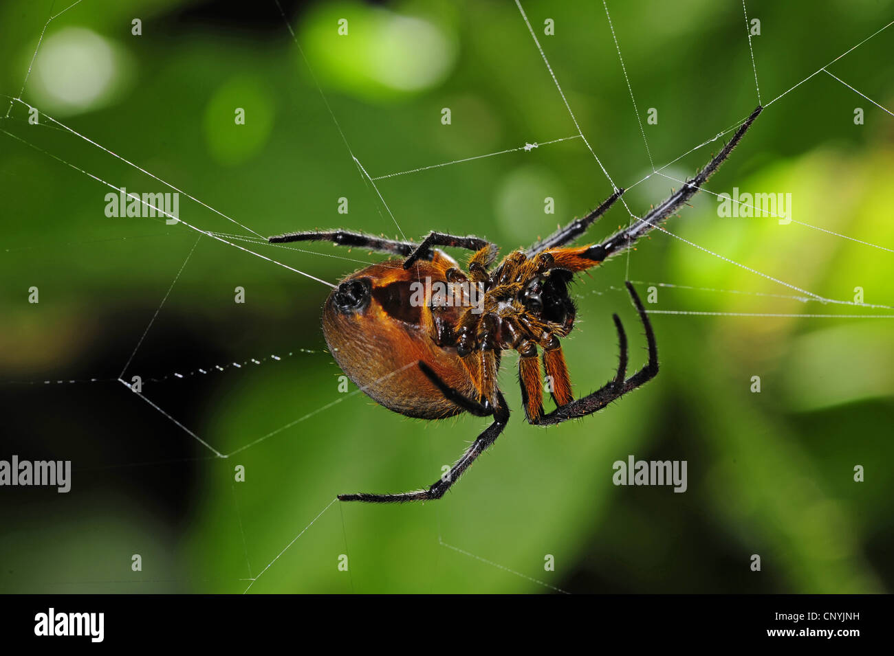 Weave Insect Arachnids Weave