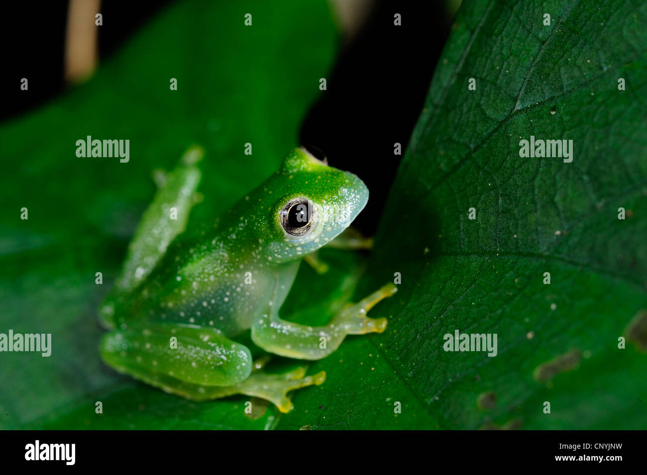 glassfrog (Cochranella pulverata  ), sitting on a leaf, Honduras, La Mosquitia, Las Marias Stock Photo