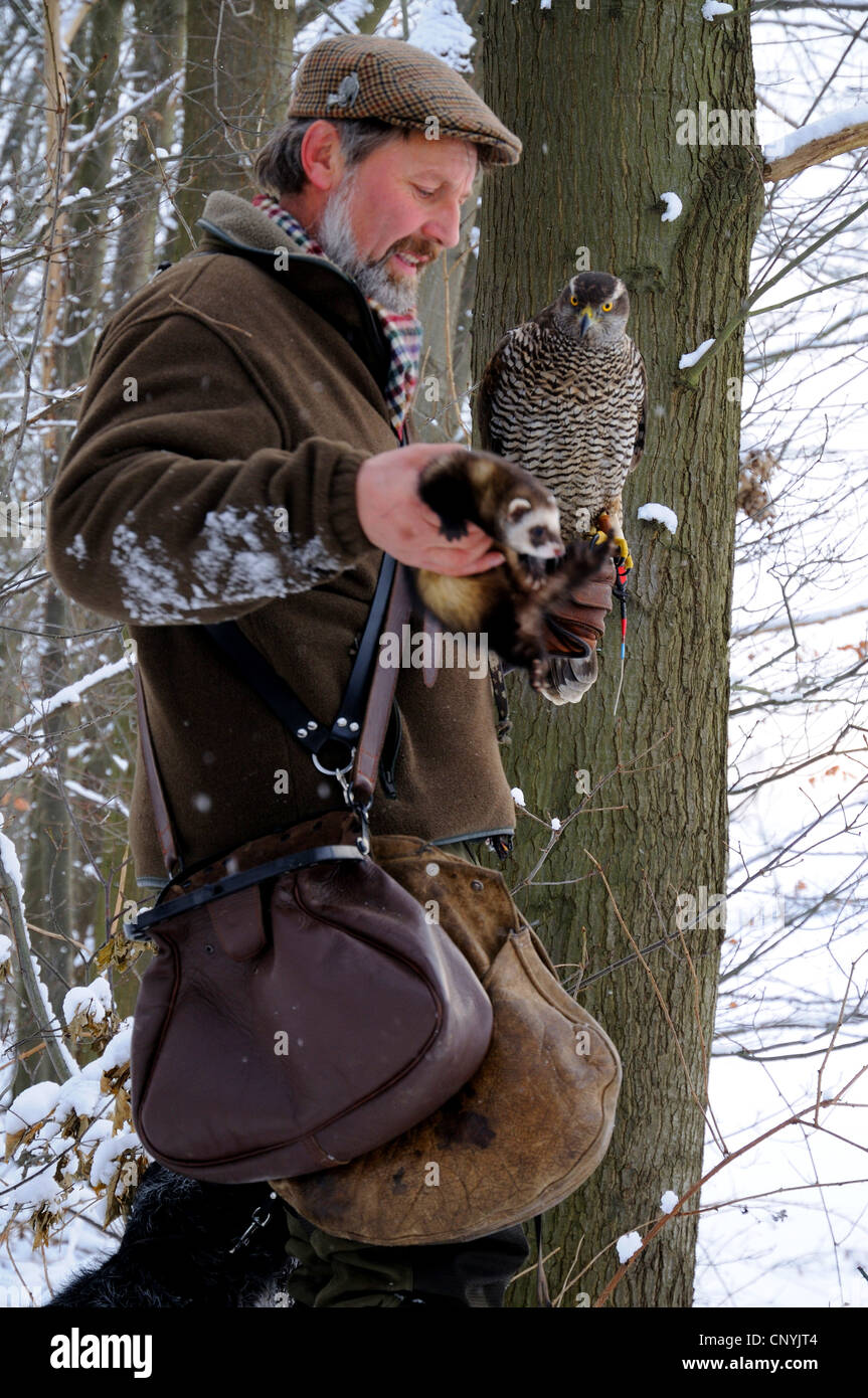 Ferret hunting rabbits hires stock photography and images Alamy