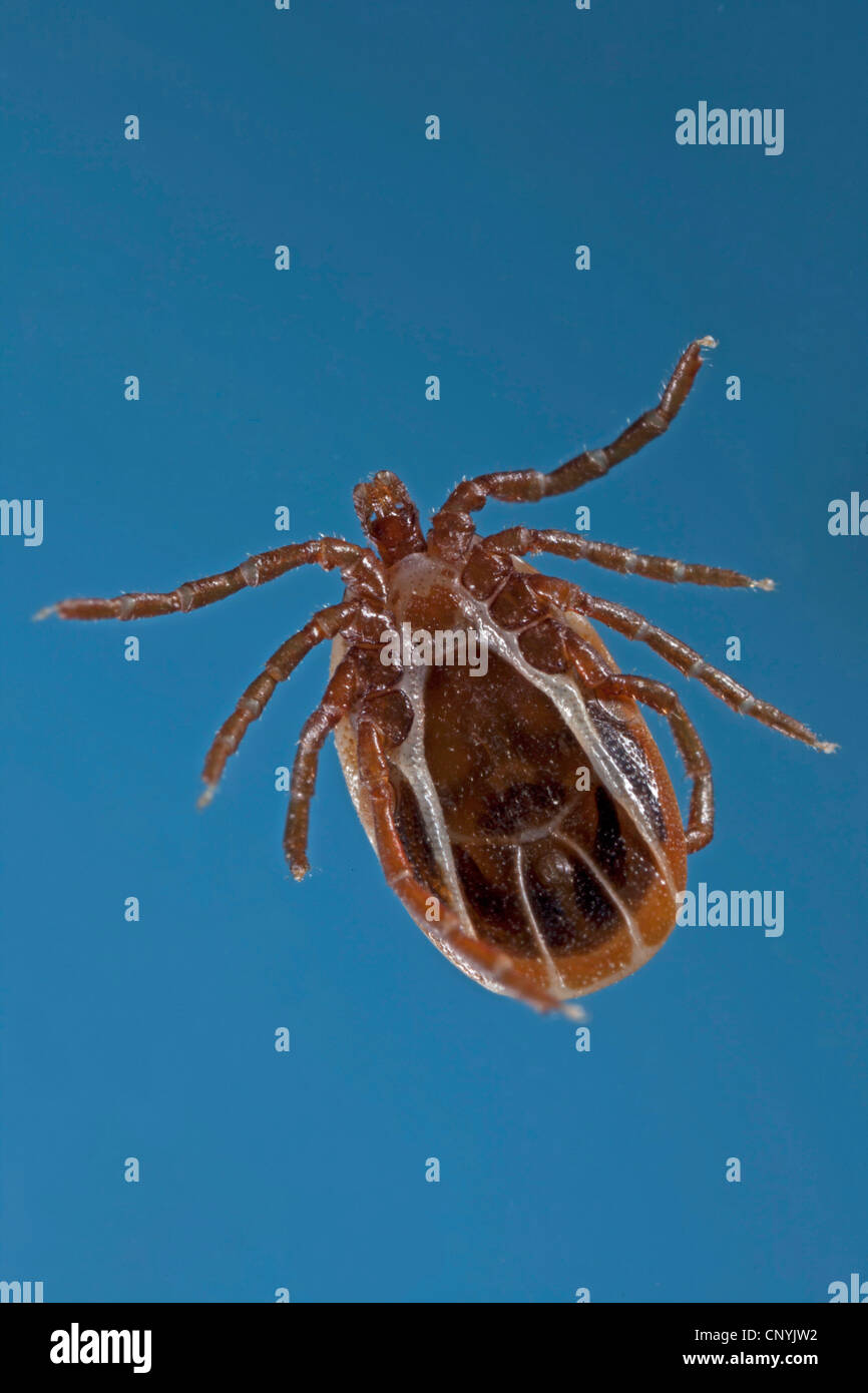 European castor bean tick, European sheep tick (Ixodes ricinus), from