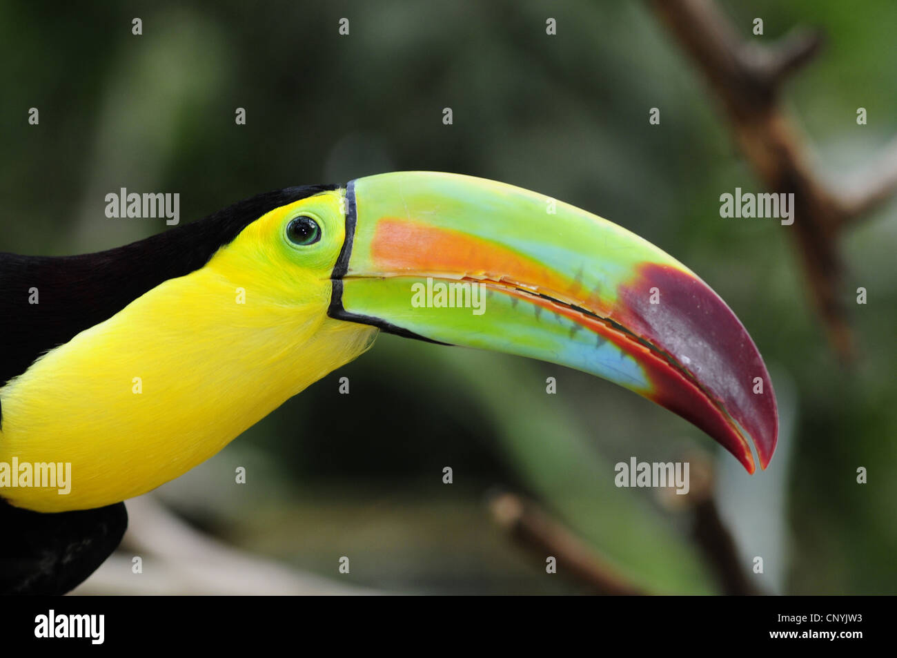 keel-billed toucan (Ramphastos sulfuratus), portrait, Honduras, Copan Stock Photo