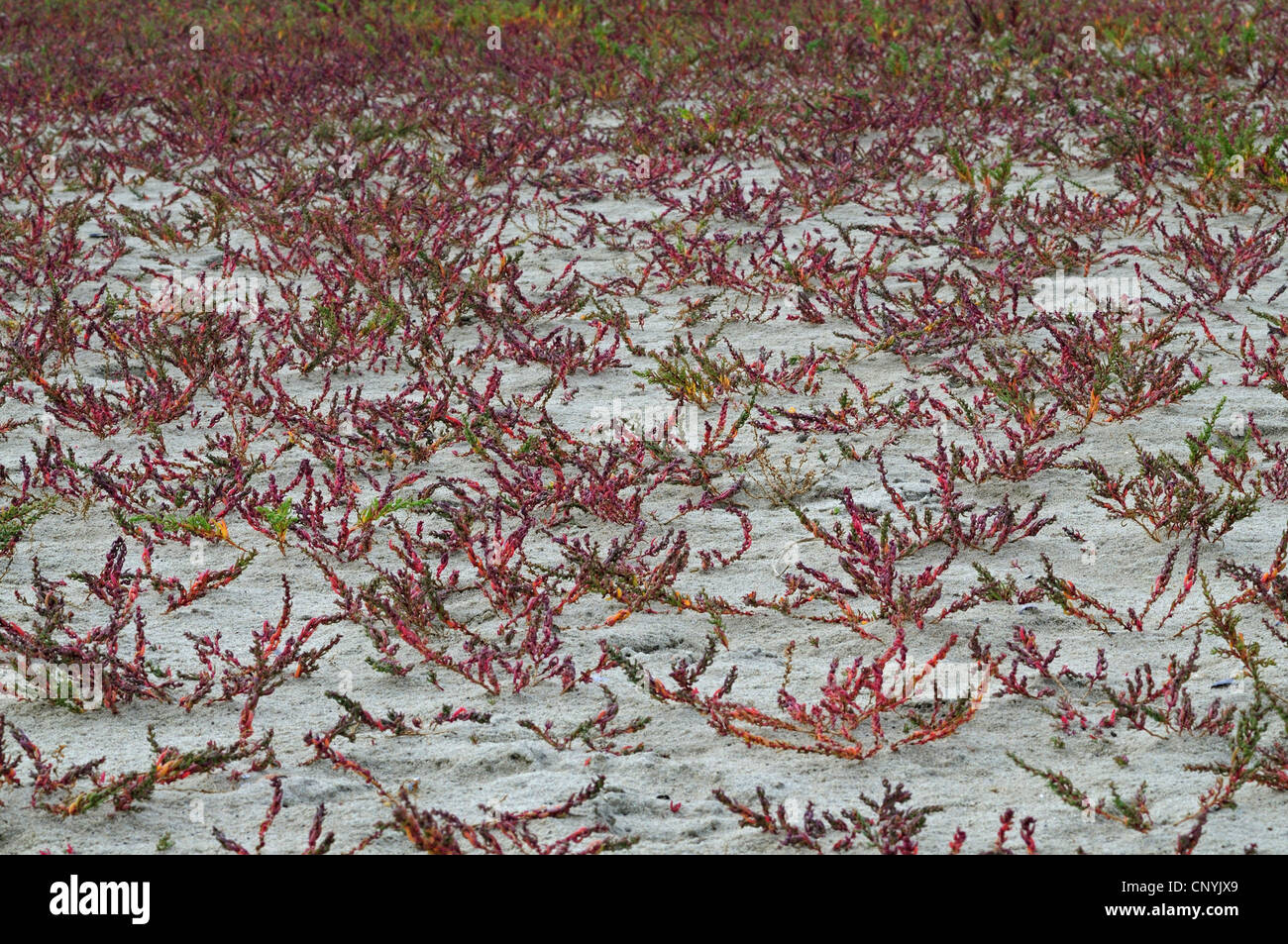 Annual seablite, Annual sea-blite, Herbaceous sea-blite (Suaeda maritima), on the beach, Netherlands Stock Photo