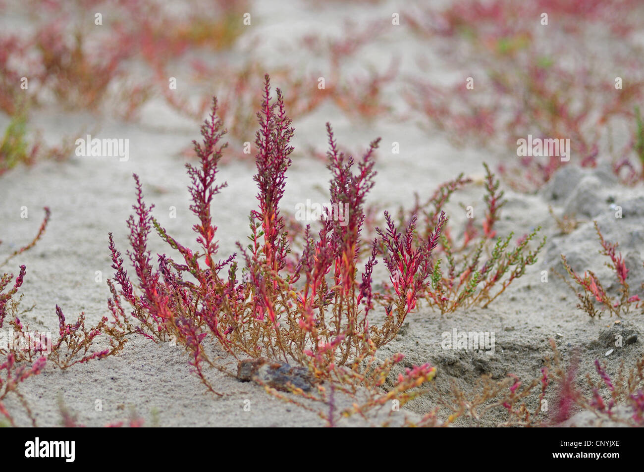 Annual seablite, Annual sea-blite, Herbaceous sea-blite (Suaeda maritima), on the beach, Netherlands Stock Photo