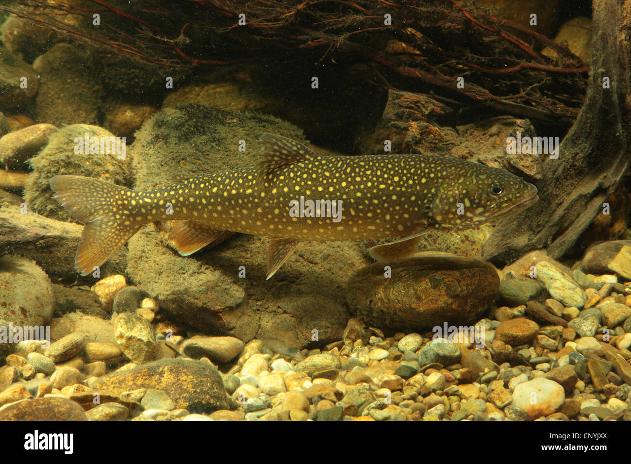 American lake trout, Great Lake trout, lake trout (Salvelinus namaycush), swimming at the pebble ground Stock Photo