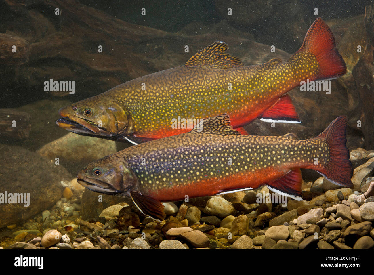 brook trout, brook char, brook charr (Salvelinus fontinalis), couple in mating colouration Stock Photo