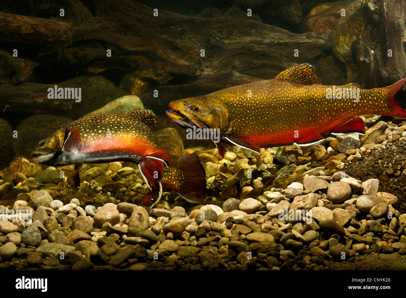 Brook trout egg eggs fish hires stock photography and images Alamy