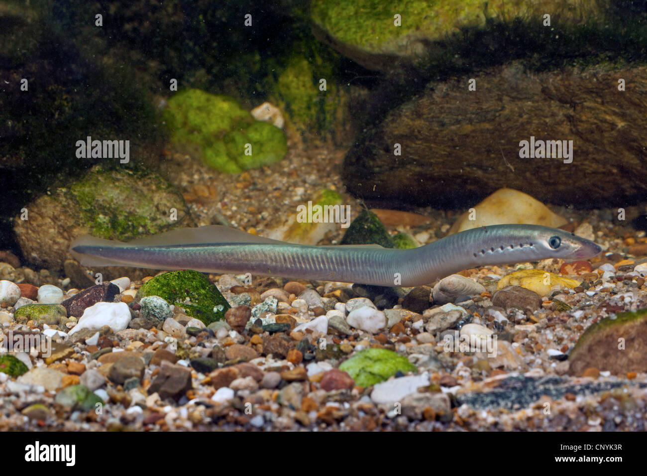 Brook lamprey, European brook lamprey (Lampetra planeri), shortly before the end of the metamorphosis Stock Photo