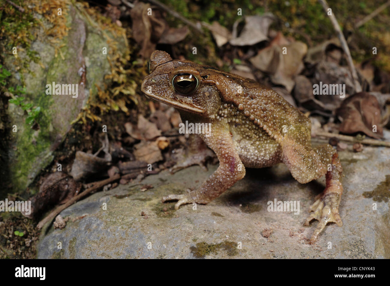 Toad in soil hi-res stock photography and images - Alamy