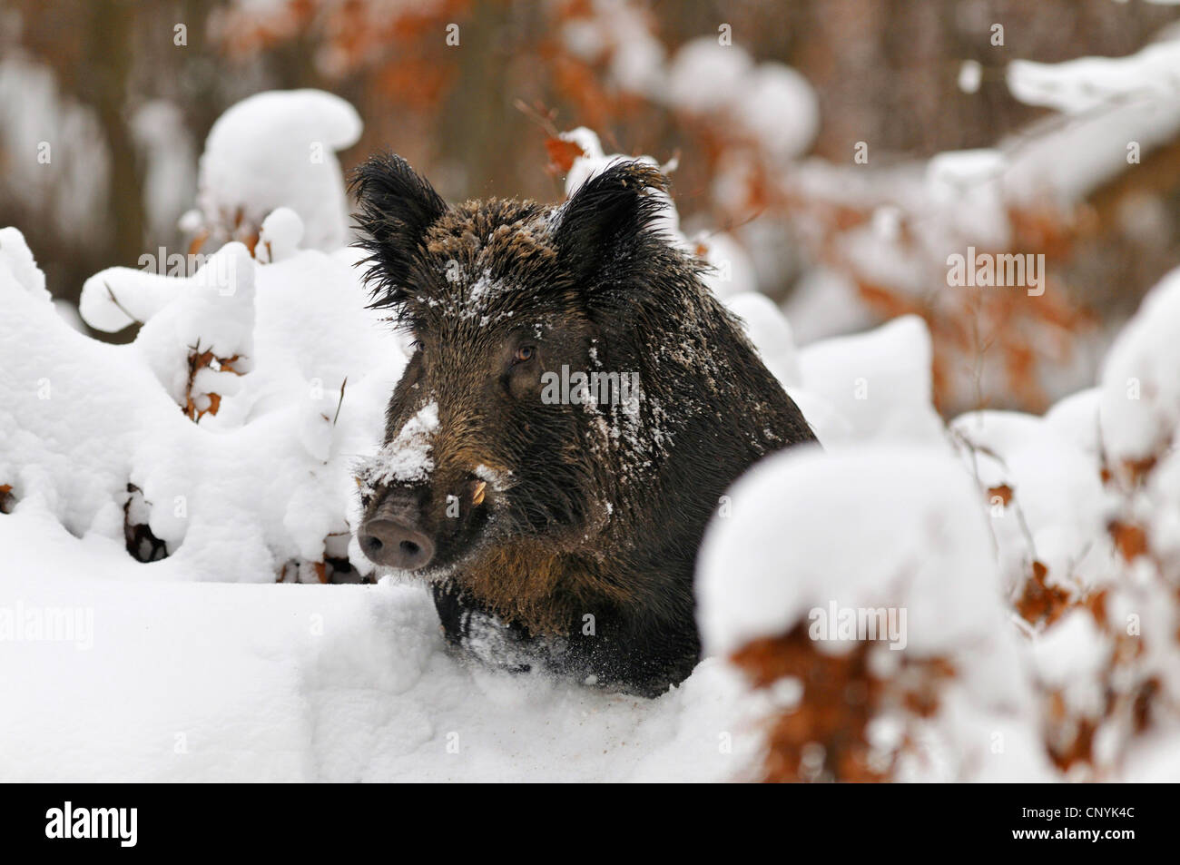 Wild boar pig sus jumping hi-res stock photography and images - Alamy