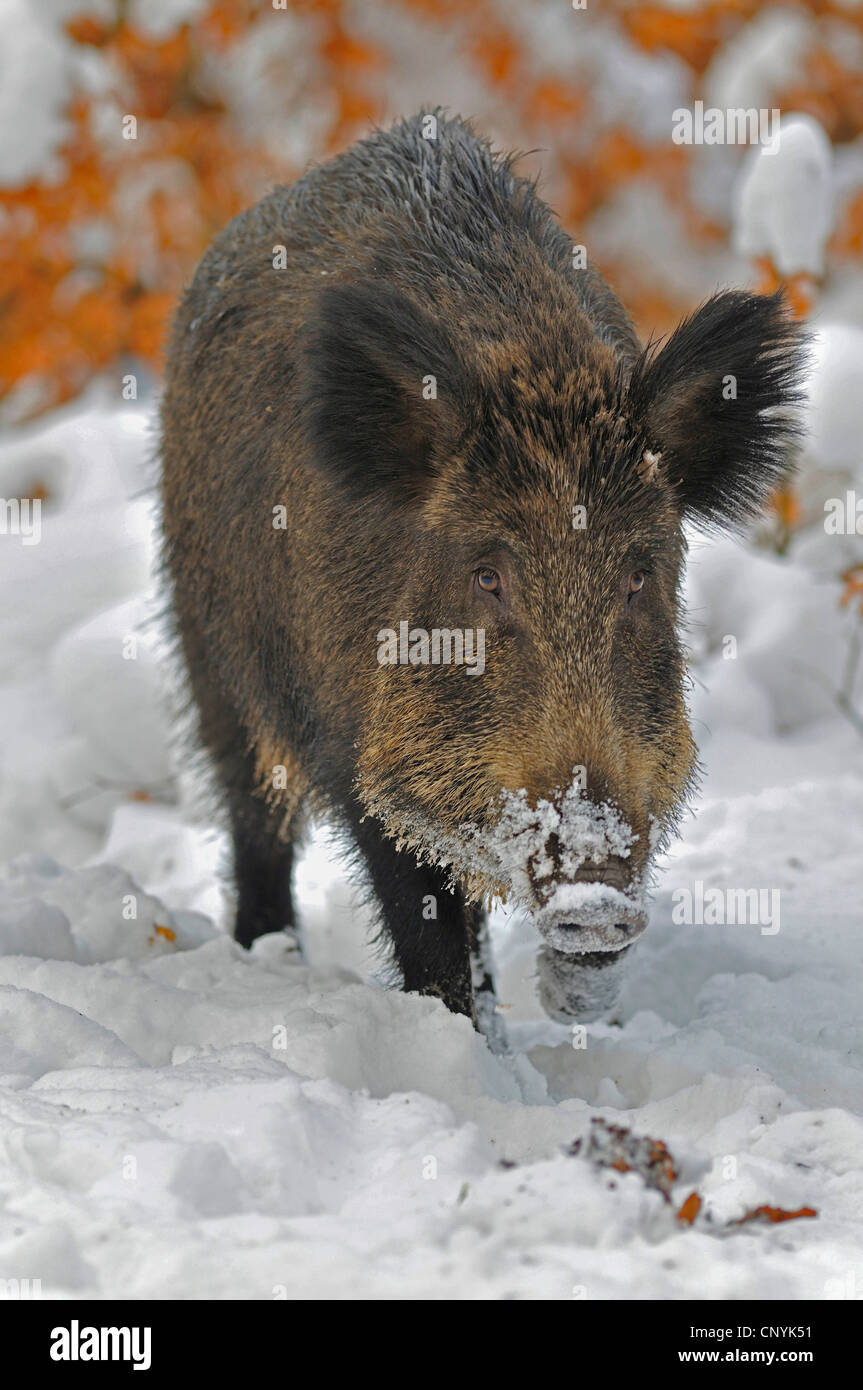 Wild boar winter coat hi-res stock photography and images - Alamy