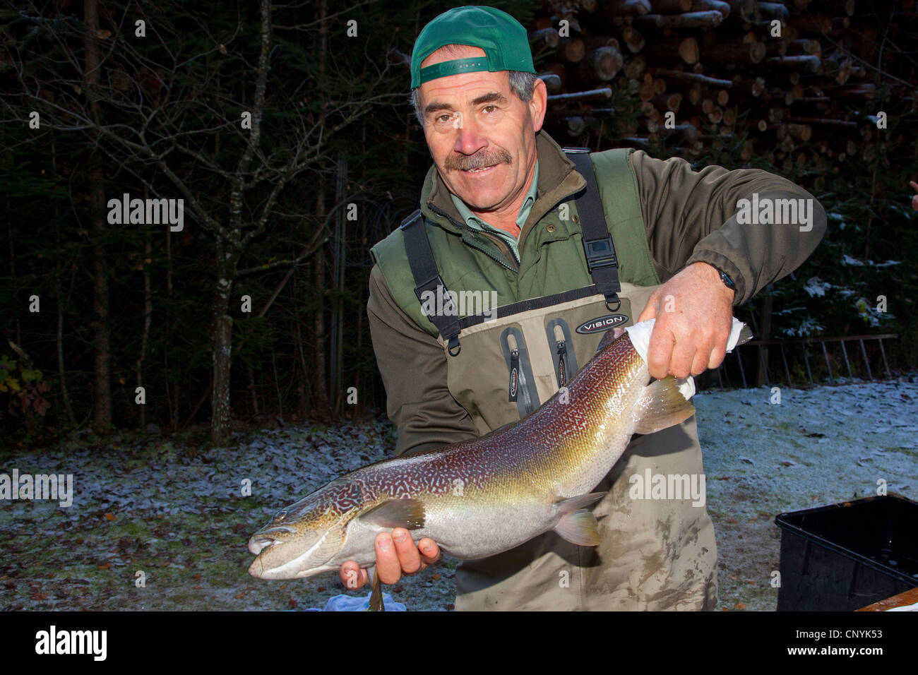 Marble trout (Salmo trutta), worker of a fish farm holding long rogner in hands Stock Photo