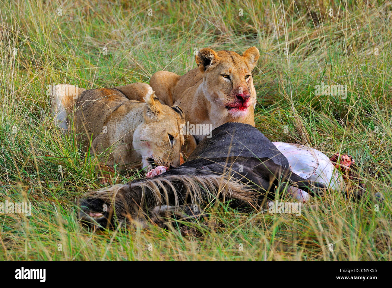 lion (Panthera leo), two lions feeding on a caught topi, Kenya, Masai Mara National Park Stock Photo