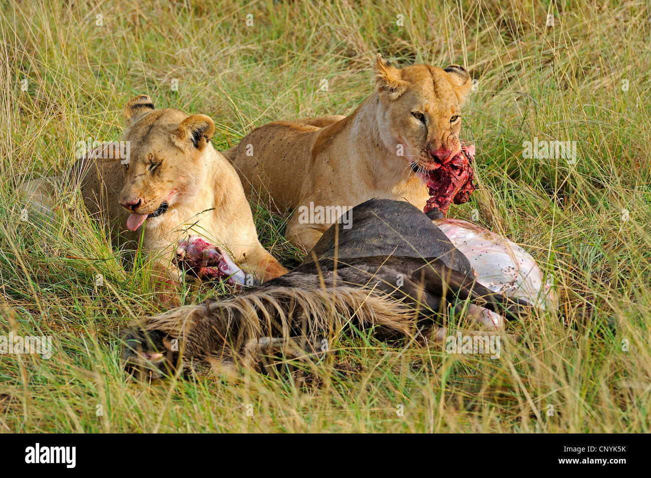 lion (Panthera leo), two lions feeding on a caught topi, Kenya, Masai Mara National Park Stock Photo