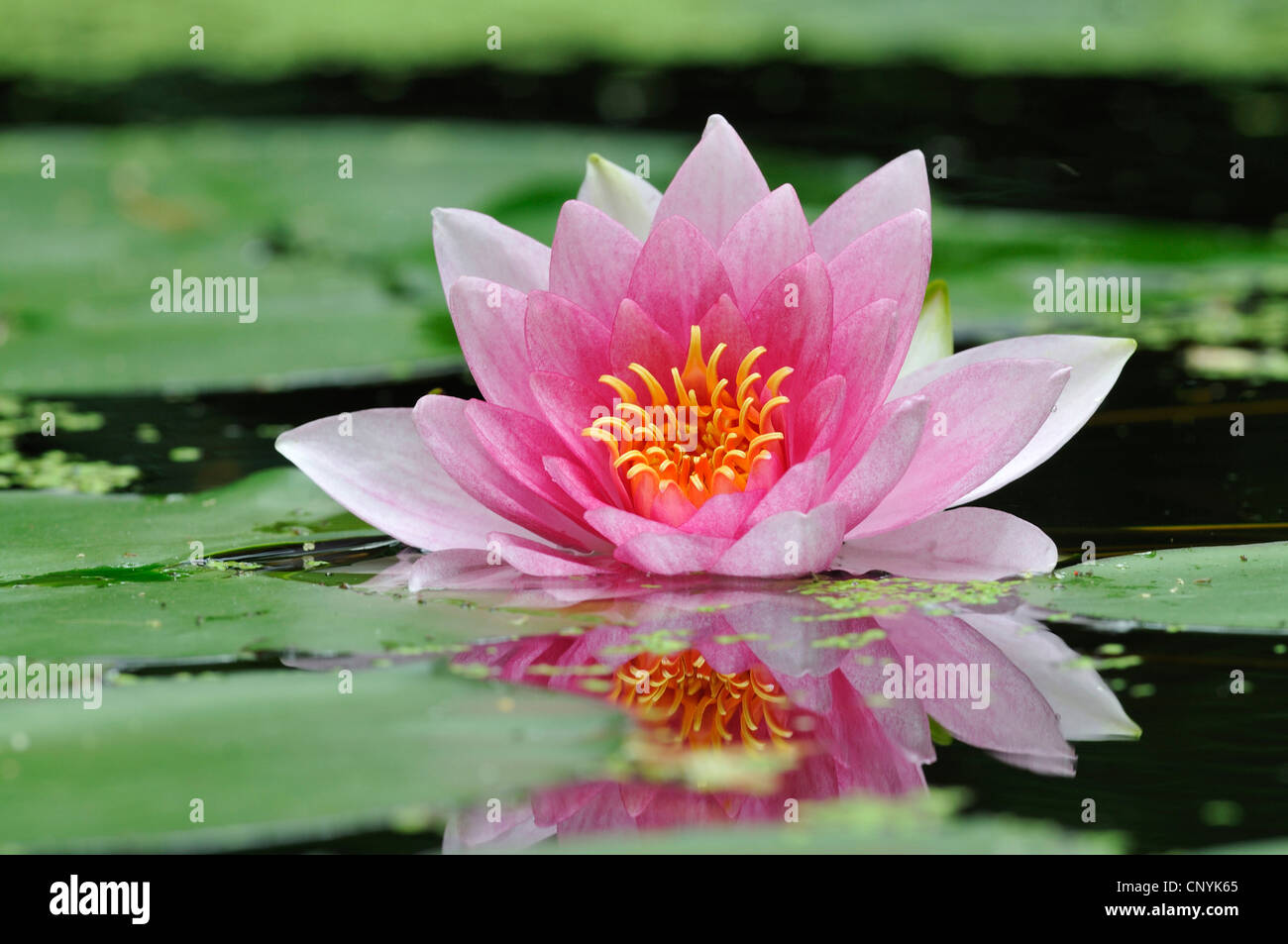 water lily, pond lily (Nymphaea spec.), pink waterlily, Germany Stock Photo