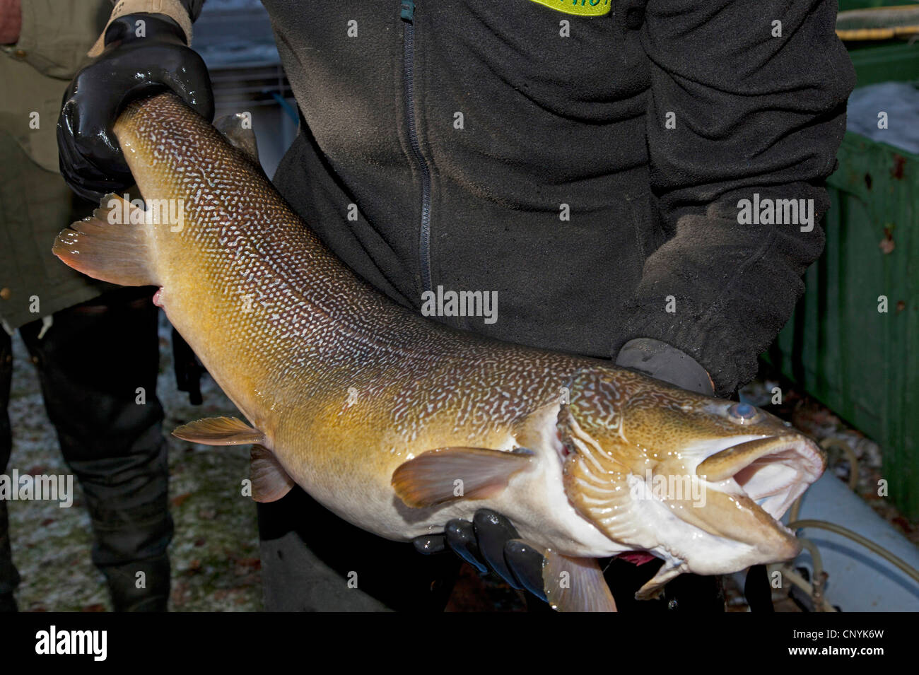 Marble trout (Salmo trutta), worker of a fish farm holding a rogner in hands Stock Photo
