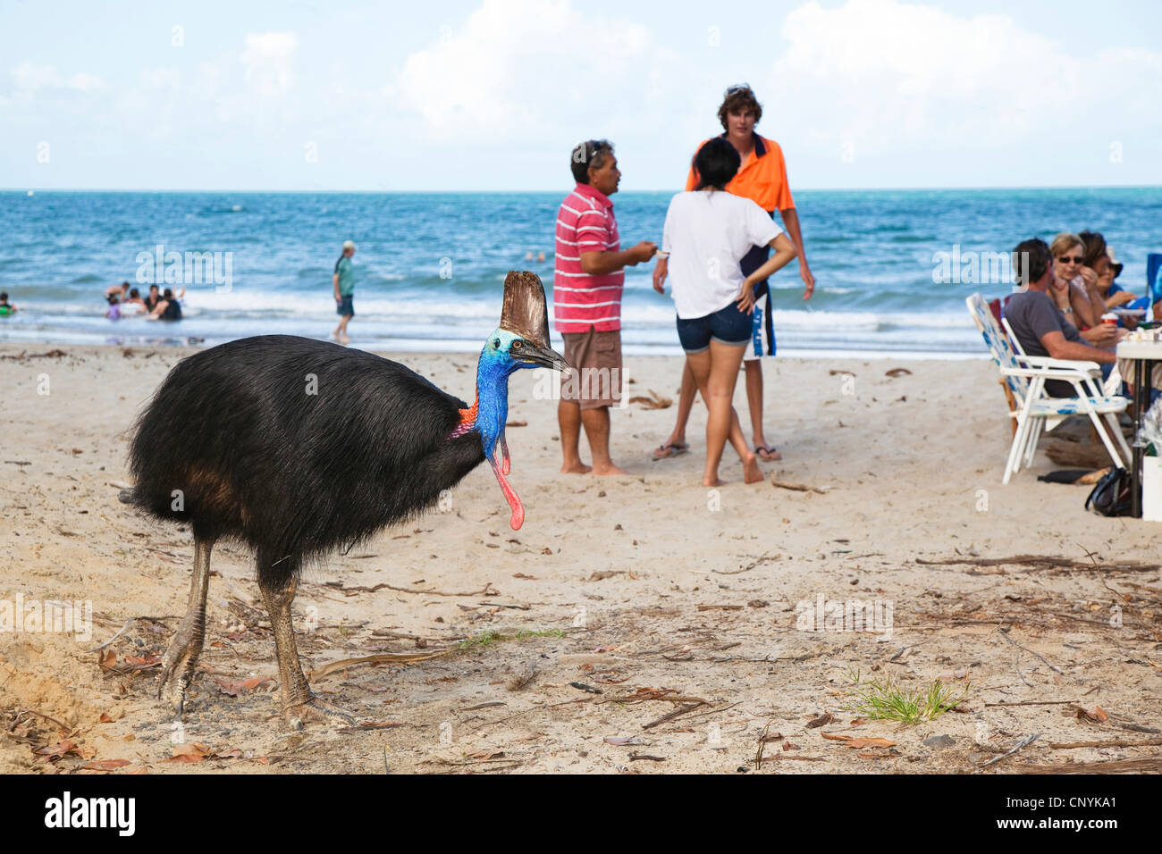 Southern Cassowary, Double-wattled Cassowary, Australian Cassowary, Two-wattled Cassowary (Casuarius casuarius), female with tourists on the beach, Australia, Queensland, Moresby Range National Park Stock Photo
